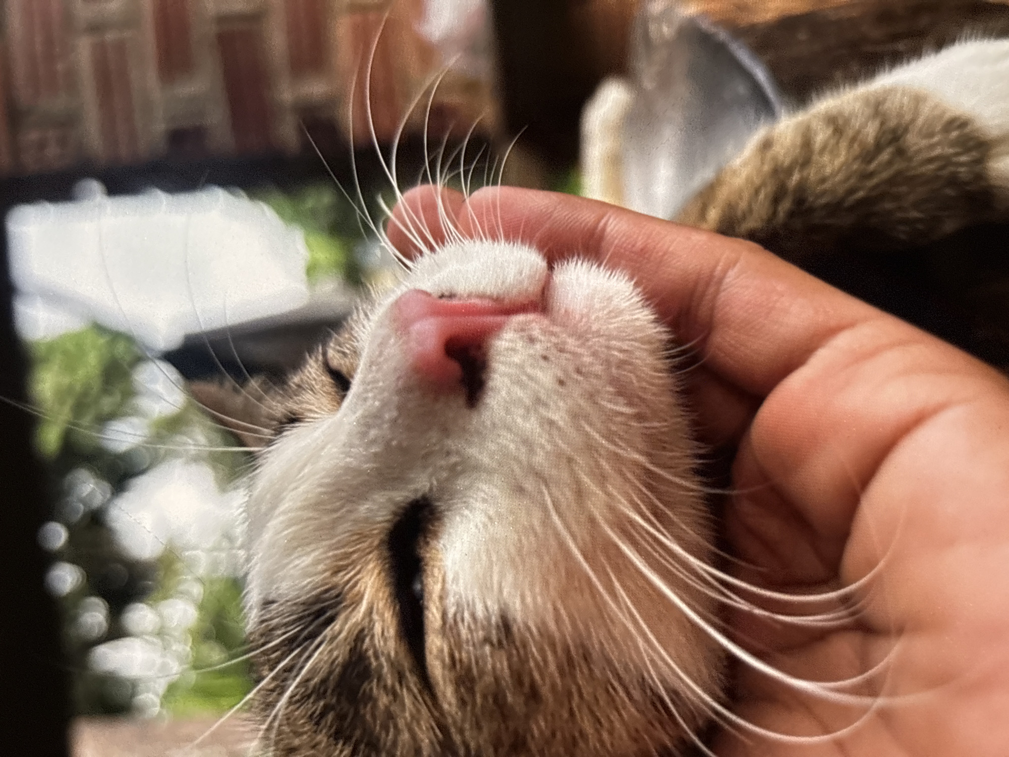 A close-up, eye-level shot features a tabby and white cat's face being gently held by a human hand in Chalong, Thailand. The cat's eyes are closed, and its pink nose is prominent. The background is blurred, showing hints of greenery and a brick wall. The image is shot in natural daylight with shallow depth of field.
