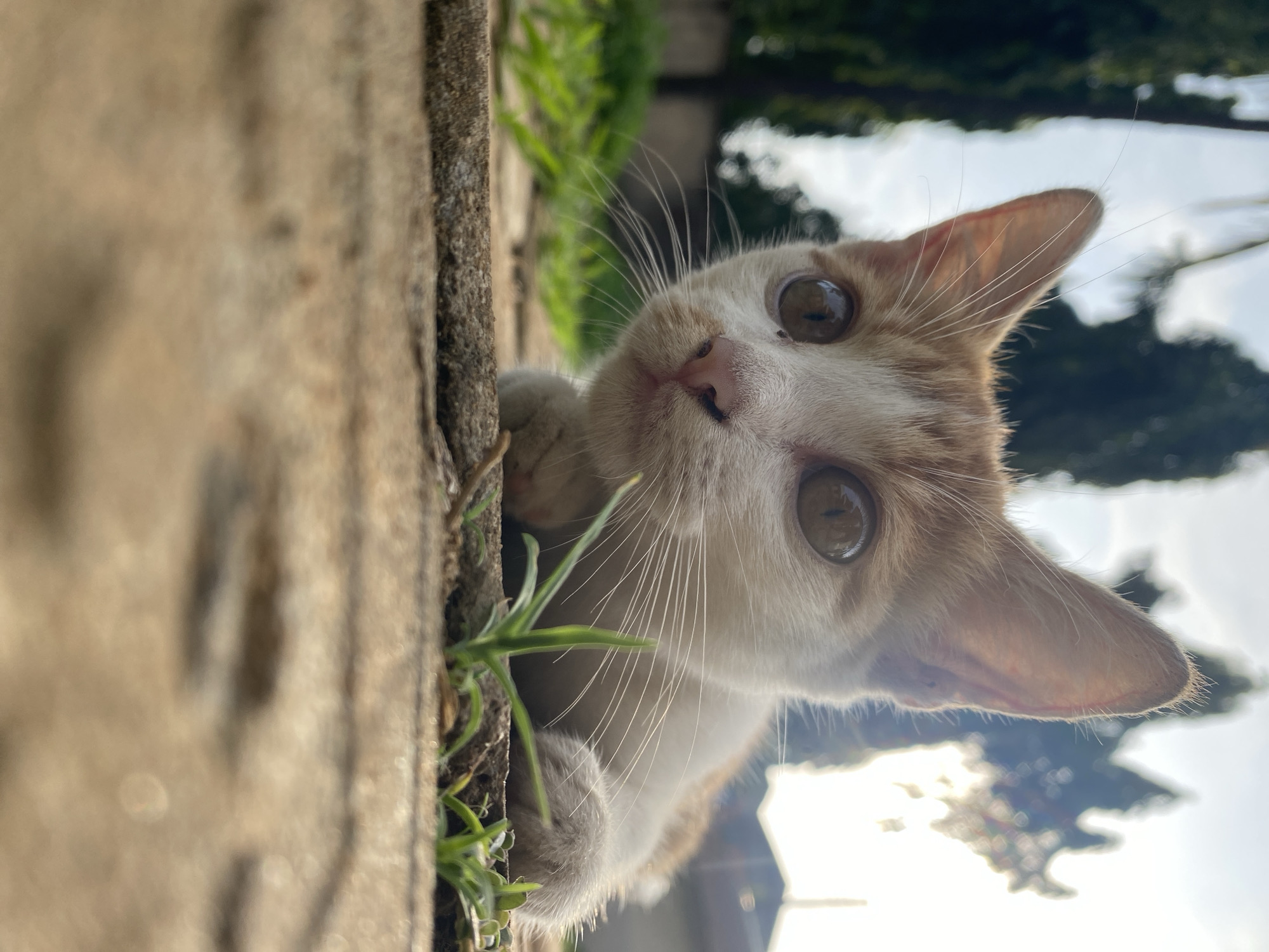 A tan and white cat with brown eyes is peering over a stone edge with grass in the city of Maigizo, Nigeria. The cat's front paws are resting on the edge near the grass. The background is blurry, but suggests trees and sky. The angle of the image is low, looking up at the cat.