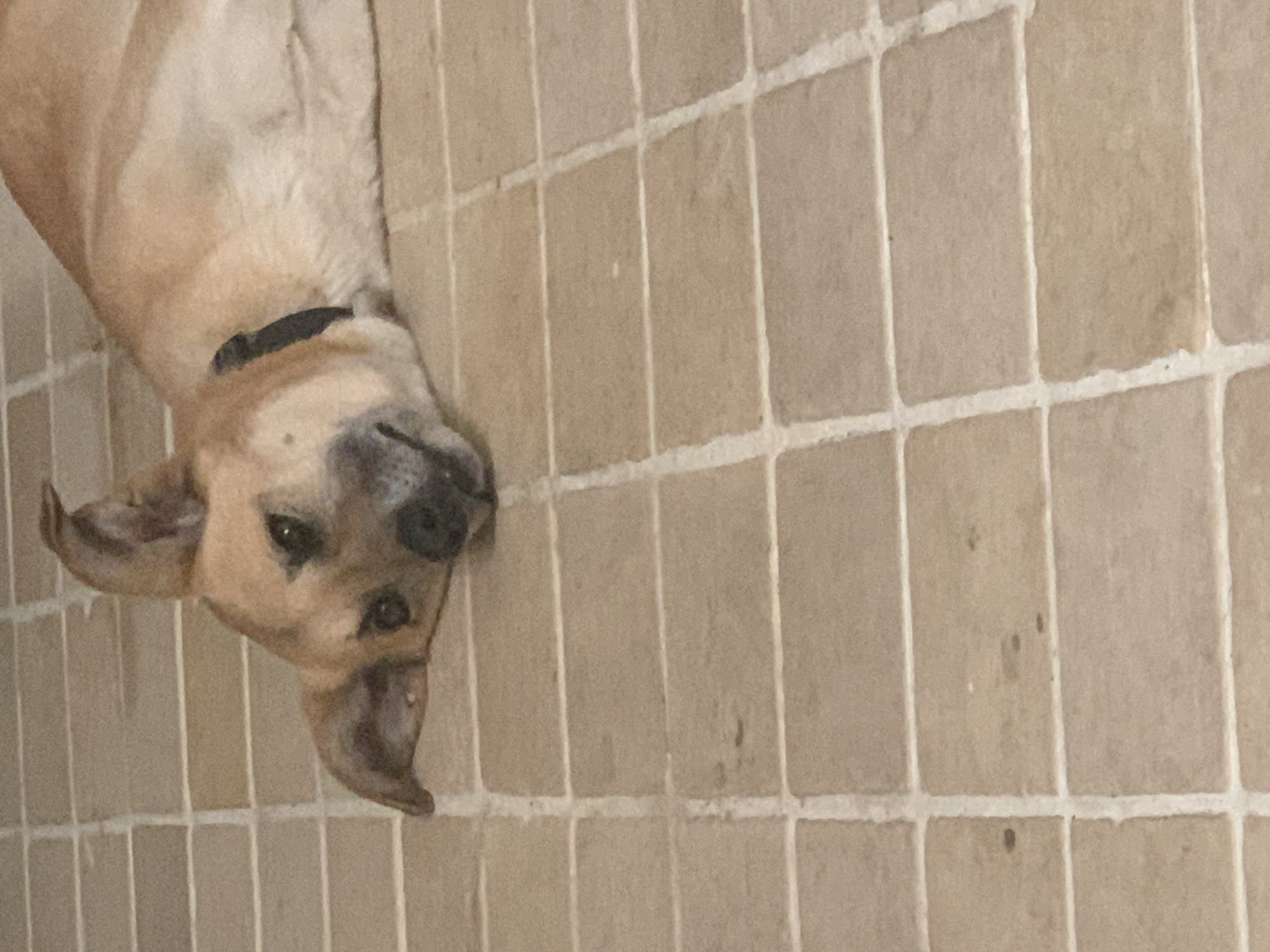 The image is rotated 90 degrees counter-clockwise, displaying a light tan or beige dog lying on a tiled surface. The dog's head is visible in the bottom-left portion of the frame, looking directly towards the viewer with a calm or curious expression. Its body extends diagonally towards the top-right. The dog wears a dark-colored collar. Its fur is lighter on its body and ears, with darker markings around its eyes and snout.
The dog is resting on a floor composed of rectangular, light beige or tan tiles with distinct white grout lines. The perspective is from above, looking down at the dog and the tiled ground. The lighting is diffused, suggesting an indoor environment or a shaded outdoor space, such as a patio or balcony, common in Tel-Aviv, Israel. No specific time of day or weather is discernible. There is no visible text in the image.