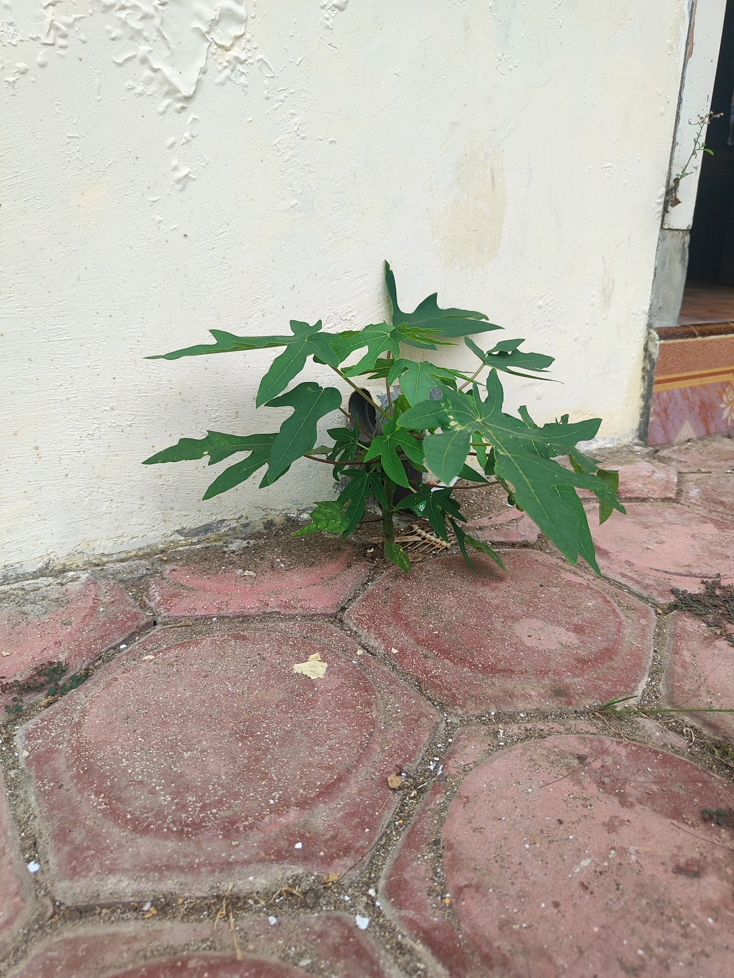 A young papaya plant is growing from the ground next to a light-colored wall. The ground is paved with hexagonal red tiles. The wall appears to be made of concrete and has some peeling paint. To the right, there is an open doorway with a glimpse of an interior space. The scene is outdoors, likely in an urban or suburban setting, given the presence of the wall and paving. The lighting suggests it is daytime. The image is taken from a low angle, focusing on the plant and the ground.