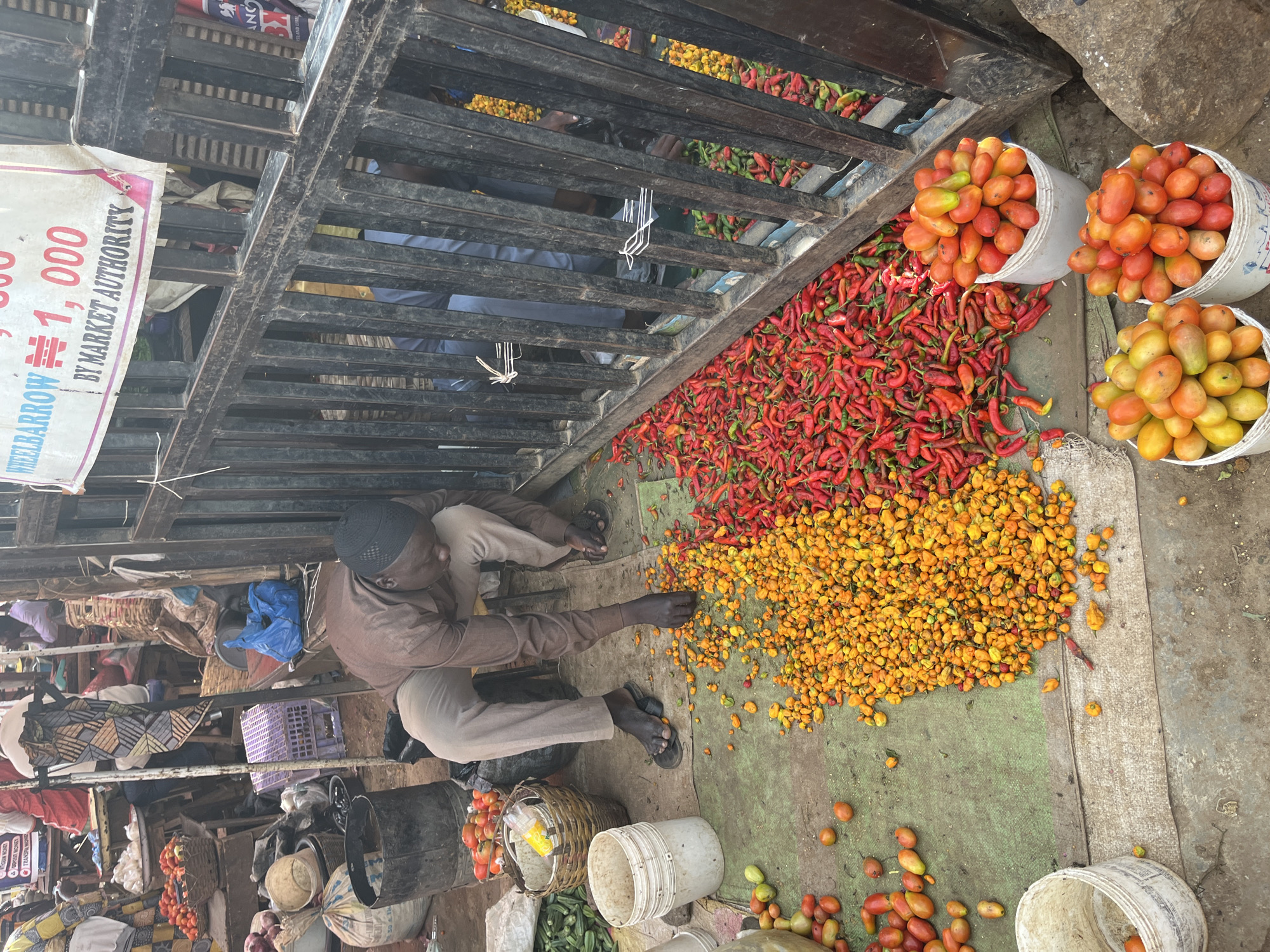 A man wearing a brown cap and traditional brown clothing is crouching on a green tarp in an outdoor market, sorting through piles of small yellow peppers and red chili peppers. The market appears to be in Rafin Par, Nigeria. He is reaching his right hand into the pile of yellow peppers. In front of him, a large pile of yellow peppers is to his left, and a large pile of red chili peppers is to his right. More red chili peppers are visible behind the black metal gate to the right of the scene. Several white buckets filled with tomatoes are also visible in the foreground. The ground is a mix of concrete and dirt. The scene is brightly lit by natural light.