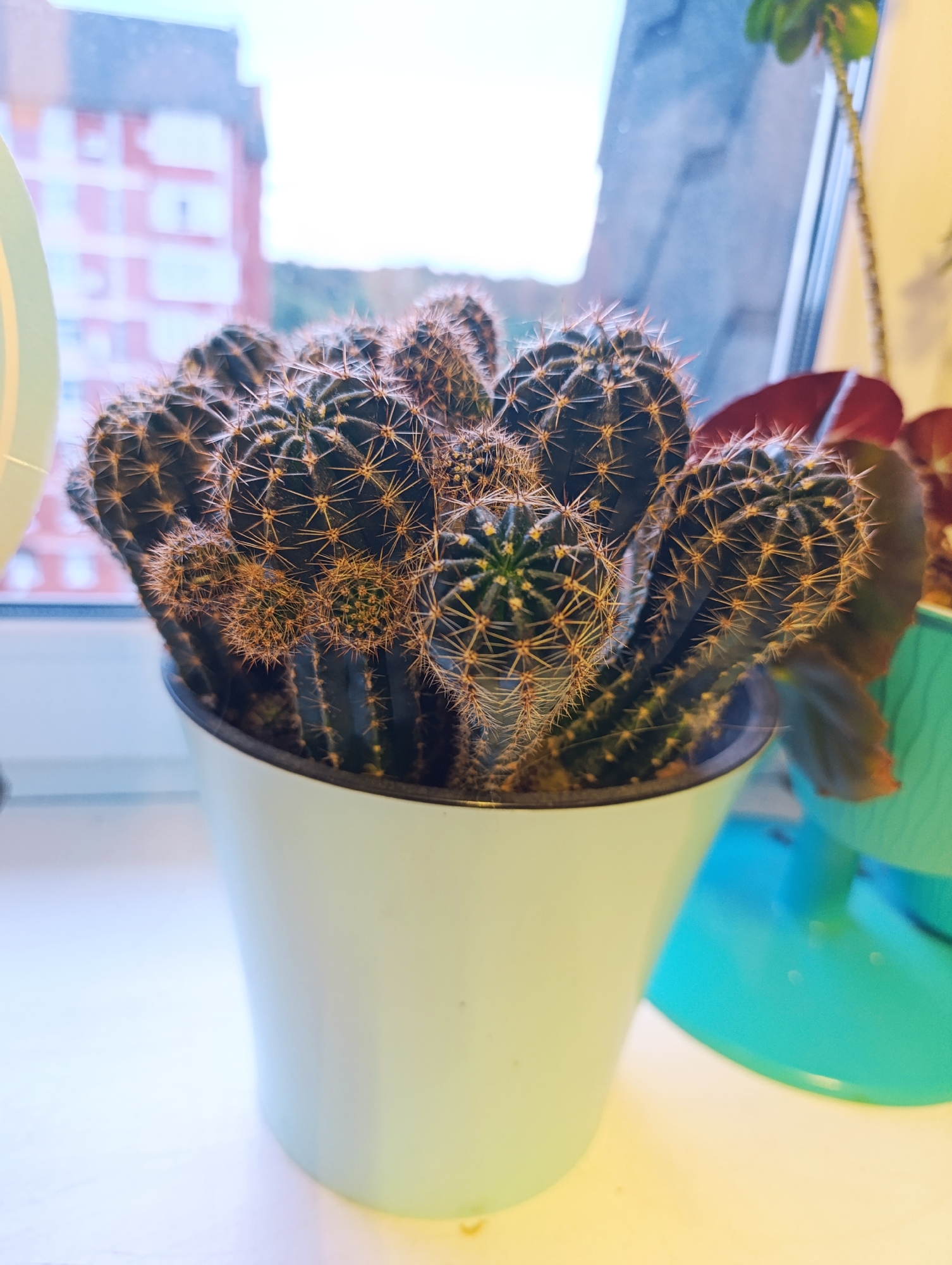 The image shows a close-up of a potted cactus. The cactus consists of numerous individual, cylindrical stems densely packed together in a white pot. The stems are dark green with brown spines arranged in a regular pattern. The pot sits on a white surface, likely a windowsill. A window is visible in the background, showing a building with red and white brickwork. Another plant is visible to the right of the cactus in a blue pot.