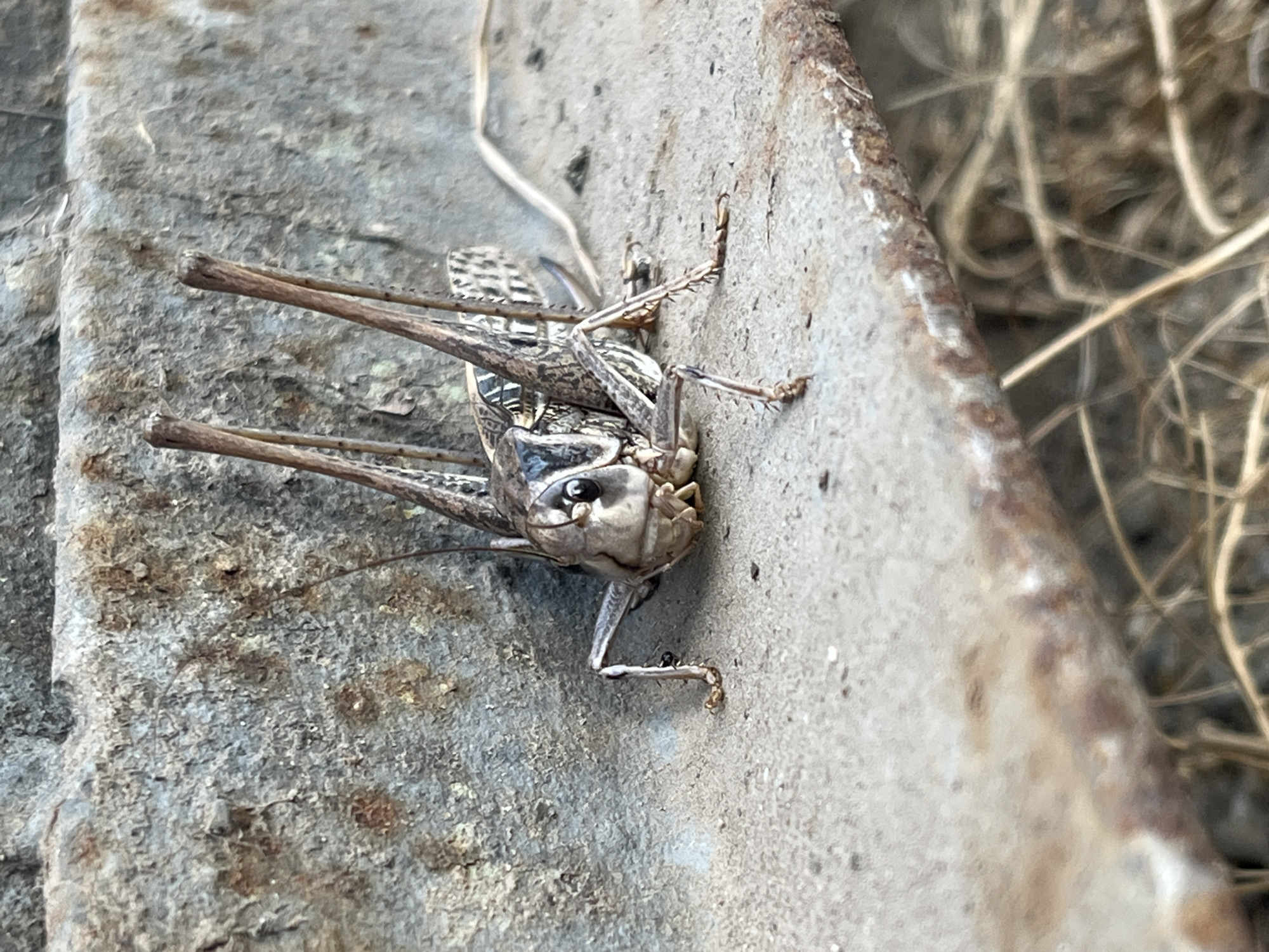 A close-up, eye-level shot shows a large, brown and tan grasshopper resting on a textured, grey concrete surface. The grasshopper is positioned facing forward, with its antennae prominently extended upwards. Its body is a mottled brown and black, with patterned wings folded against its back. The concrete surface appears weathered and slightly rough, with some visible texture. In the background, a rough, grey, stone-like surface rises vertically, also exhibiting texture and some reddish-brown discoloration, possibly rust. Dry, light-colored grass and straw are visible in the lower right portion of the image, suggesting an outdoor environment. The lighting is natural, casting subtle shadows. There are no people or any indications of human activity present in the immediate scene. The image appears to be taken in Krasnyye Barrikady, Russia, though there are no specific visual cues within the image itself to confirm this location.