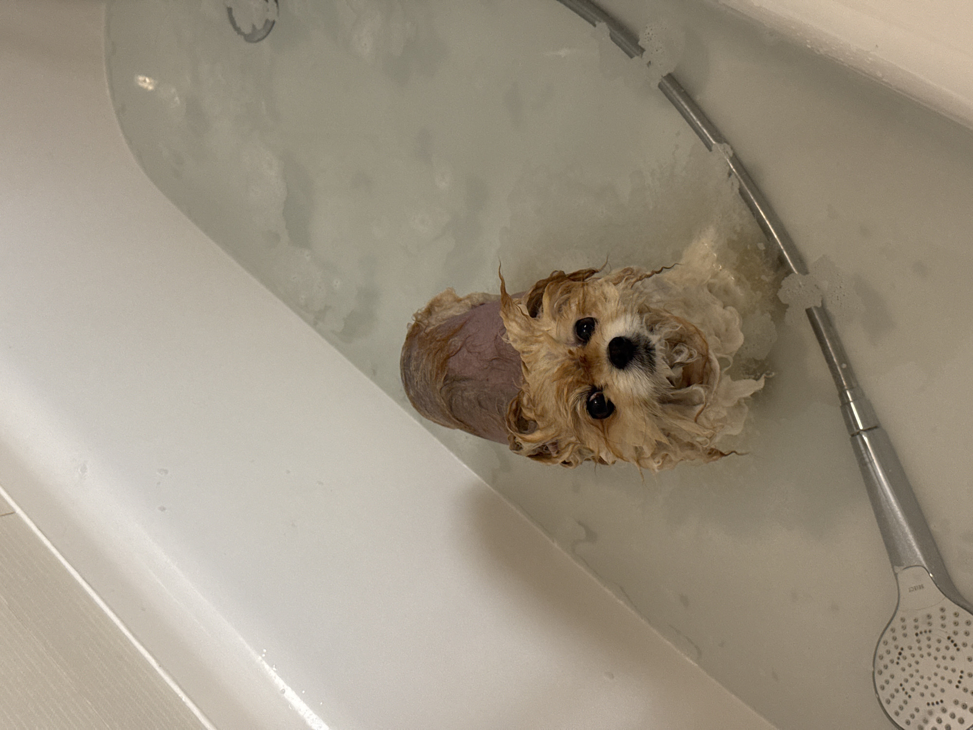 A small, wet, light-brown and tan dog is in a white bathtub filled with soapy water. The dog has a shaved back and is looking directly at the camera. A silver showerhead and hose are present in the tub. The scene is located in a private bathroom. There is no evidence to suggest that this photo was taken in Warsaw, Poland.