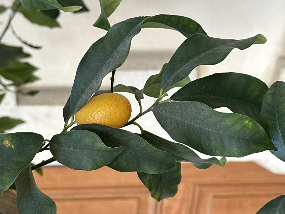 The image displays a close-up, vertical view of a plant branch featuring a single, ripe, ovoid, orange-yellow fruit, consistent with a kumquat, suspended amidst dark green leaves. The fruit's skin appears finely textured. Multiple leaves are visible, some exhibiting a slight film of dust and minor yellowish discoloration. The background is out of focus: to the left, a section of a light brown, vertically paneled wooden surface, resembling a door or shutter, is discernible. To the right, a segment of a plain, light-colored architectural element, likely a wall or pillar, is present. No individuals, actions, or overt interactions are depicted. The precise location within the city of Tel-Aviv, Israel, cannot be determined from the visual evidence.