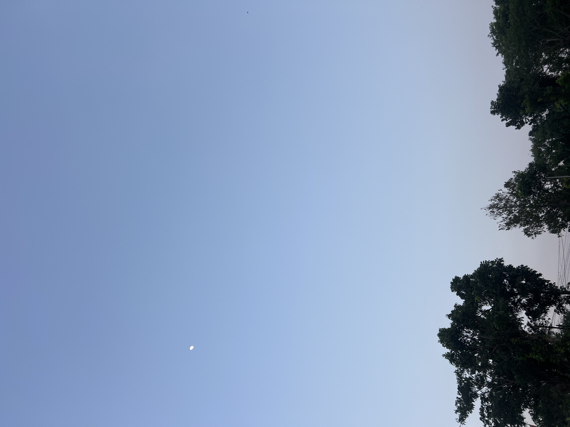 The image depicts a clear, pale blue sky at dusk or dawn. A crescent moon is visible in the upper left quadrant of the sky. Silhouetted against the sky in the lower portion of the frame are the tops of several large trees, their dark green foliage creating a natural horizon line. The scene appears to be an outdoor environment in Tlogoadi, Indonesia.