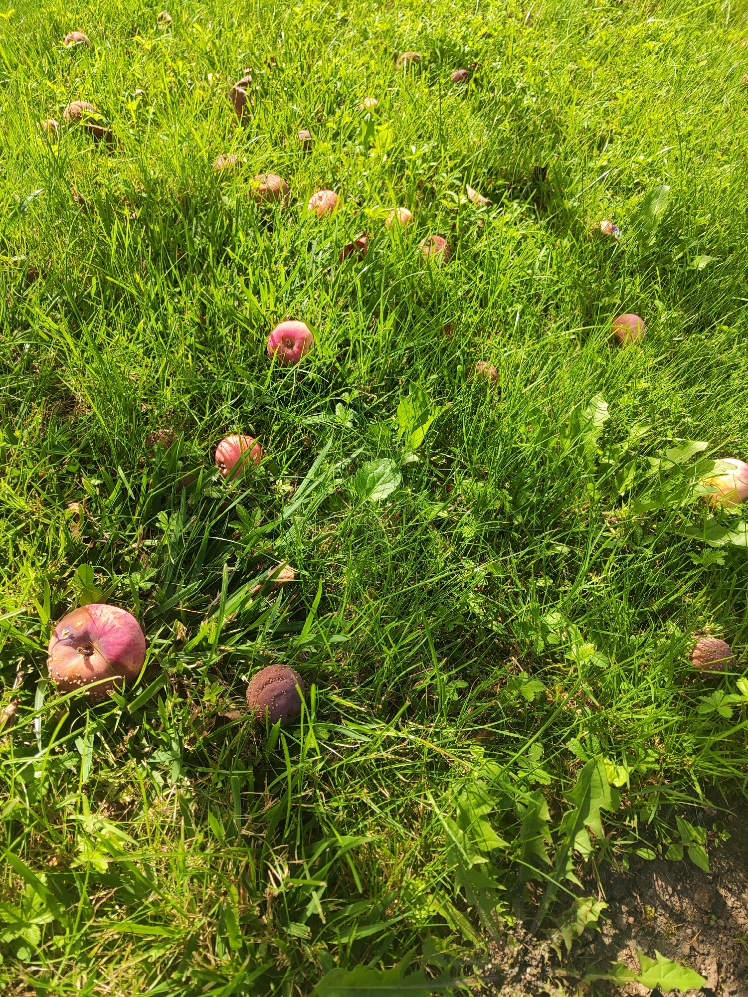 The image shows a close-up view of green grass with several fallen apples scattered throughout. The apples are mostly red and appear to be ripe or slightly overripe, with some showing signs of bruising or decay. The grass is tall and lush, with some dandelions and other weeds visible. The lighting suggests it is a sunny day, with shadows cast by the grass and apples. The scene appears to be outdoors, likely in a garden or orchard. There are no people or animals visible in the image. The location is identified as Gvardeysk, Russia.