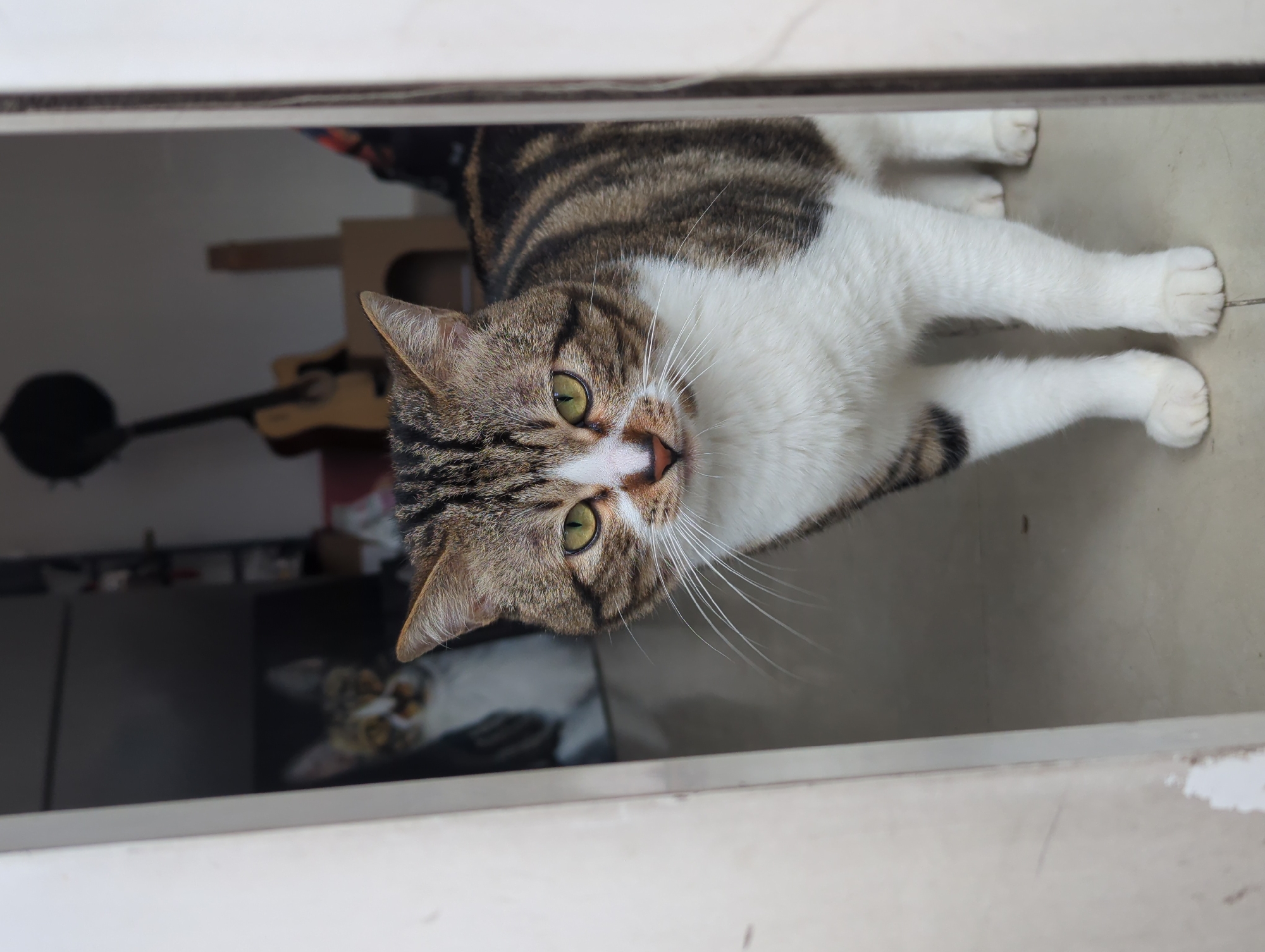 A brown tabby and white cat with yellow-green eyes is looking at the camera. The cat is standing inside of a doorway or a small room. A second cat can be seen in the background along with a wooden cat tree and string instrument. The location is Shunde District, China.