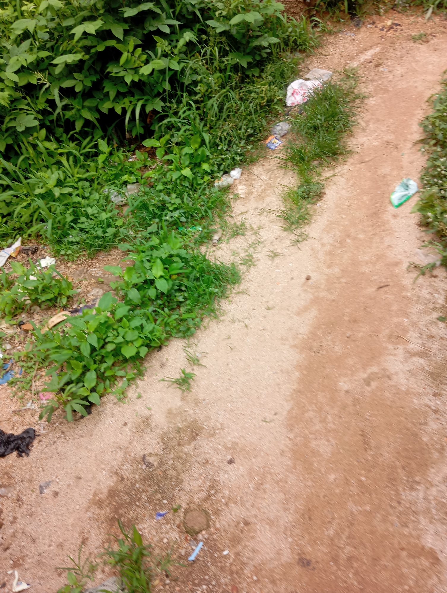 The image shows a dirt path in Jalingo, Nigeria, bordered by lush green vegetation. The path appears to be a natural trail, with loose dirt and small stones. Scattered along the edge of the path are pieces of litter, including plastic bags and wrappers, suggesting human activity and a lack of waste disposal in the area. The vegetation is dense and varied, with tall grasses and leafy plants, indicating a humid climate. The overall scene depicts an outdoor environment in a tropical or sub-tropical region, with a notable presence of debris contributing to a somewhat unkempt appearance.