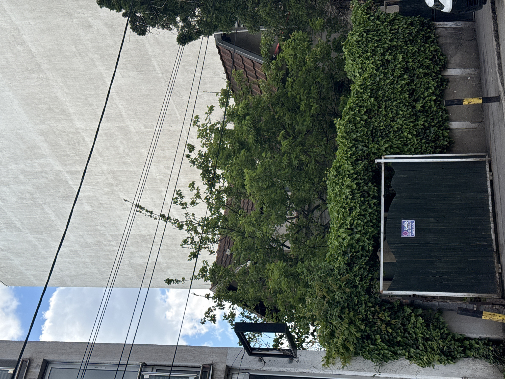 This image captures a street-level scene in Belgrade, Serbia, featuring a mix of urban architecture and lush greenery under a partly cloudy sky.
On the left, a tall, plain light-colored building wall dominates the background. Several black power lines stretch diagonally across the frame. To the right of the wall, a dense, leafy green tree partially obscures the brown-tiled roof of a building. Further right, a high wall is heavily covered in vibrant green ivy.
At the bottom right, a dark wooden gate or door with a white frame is visible, showing a broken panel in its lower section. A small, purple rectangular sign with white text and a symbol is affixed to this gate. The Cyrillic text on the sign reads "ЗАБРАЊЕНО ПАРКИРАЊЕ ПАУК НОСИ!" which translates to "NO PARKING TOW AWAY ZONE!" Below the gate, a black and yellow striped barrier post is on the pavement. A small section of a white and black vehicle is visible at the very top right, above the ivy-covered wall.
In the bottom left, a portion of another building with windows and a dark, open, empty frame (possibly a disused sign holder) reflecting the sky is visible. The scene is illuminated by daylight, suggesting a clear day despite some visible clouds. No human activity is depicted.