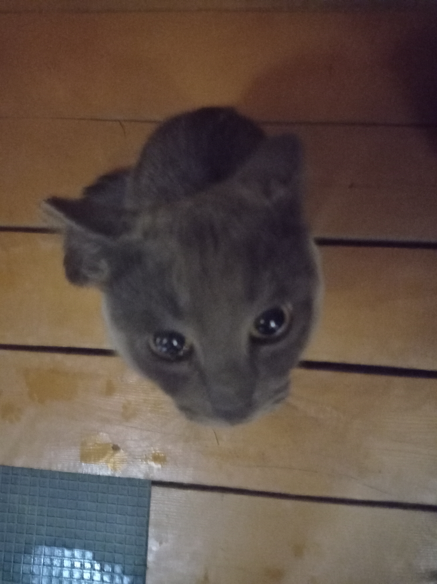 A grey cat is looking up at the camera, with its head tilted slightly. The cat's eyes are wide and its pupils are dilated. The cat is sitting on a wooden floor, which is made of planks. There are some water stains on the floor. In the bottom left corner of the image, there is a dark grey tiled mat. The scene appears to be indoors, possibly in a home. The location is in the city of Degtyarsk, Russia.