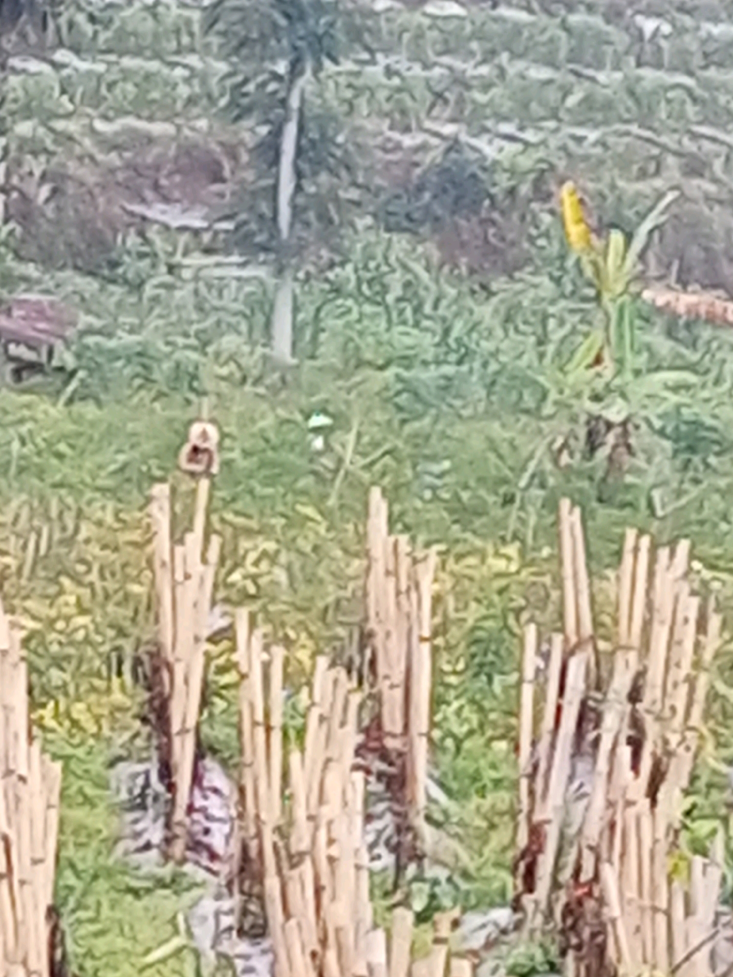 The image depicts a rural agricultural setting, likely in Keseneng, Indonesia, characterized by terraced fields and abundant vegetation. In the foreground, a cluster of vertically arranged bamboo stalks is visible. In the mid-ground, a small, light-colored object, possibly a piece of fabric or plastic debris, rests on a clump of vegetation. Further back, a yellow object resembling a banana flower or fruit is prominent. The background shows more terraced fields with lush green foliage, and a tall, slender tree trunk is centrally located. The overall impression is one of a natural, agrarian landscape, with evidence of human activity in the form of cultivation and discarded materials.