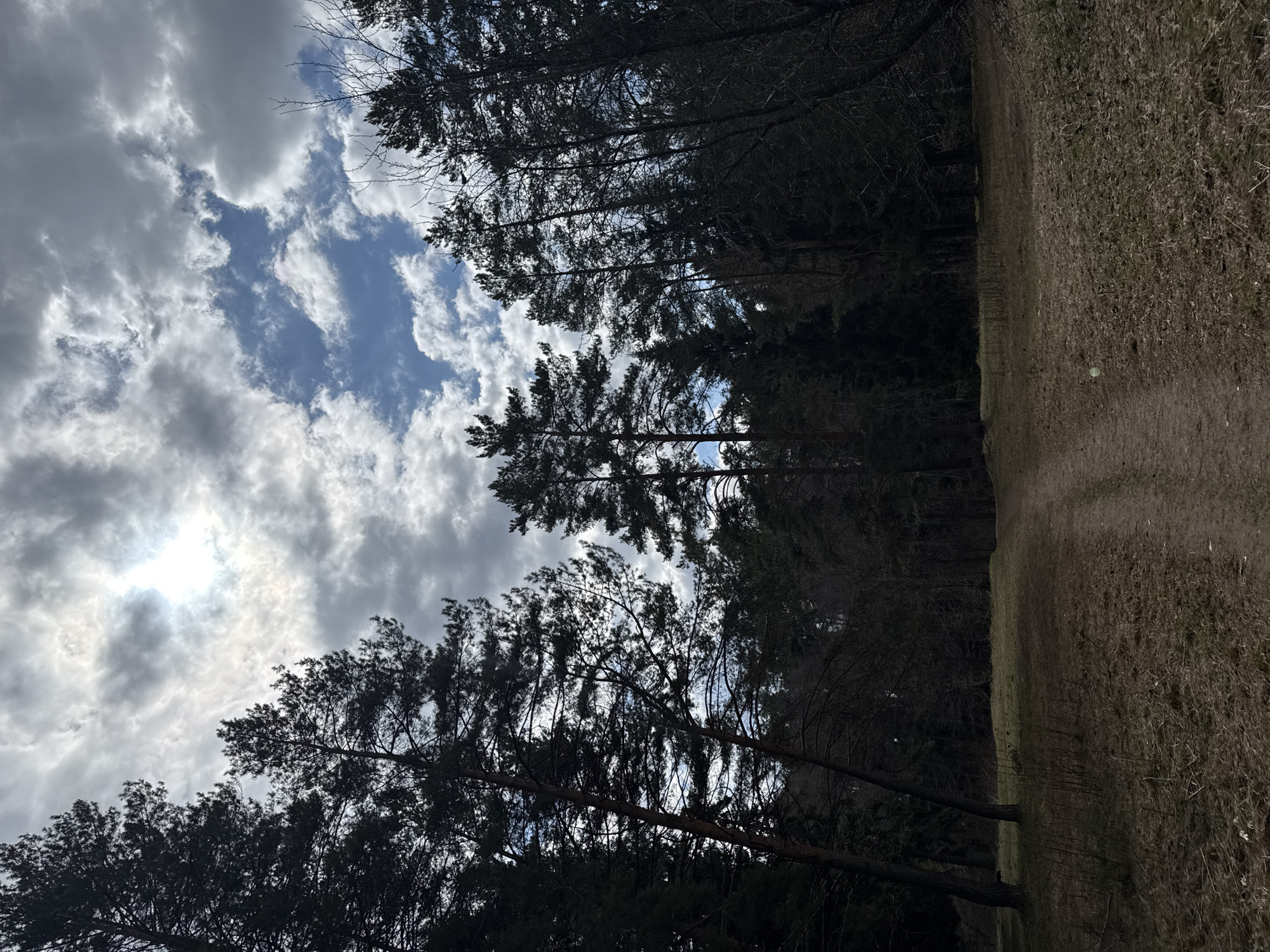 The image, correctly oriented, presents a natural landscape featuring a dense forest bordering an open, grassy area under a partially cloudy sky. Tall, dark conifer trees, likely pines or spruces, dominate the left and central portions of the frame, their shadowed silhouettes contrasting sharply against the brighter sky. Their intricate branch patterns, some appearing bare, extend upwards towards the sky.
The sky above and through the trees is a mix of bright blue patches and dynamic white to grey cumulus clouds. A prominent, bright, and slightly overexposed light source, likely the sun, is visible behind a dense cloud formation in the upper-left area, casting a radiant glow and suggesting a time around late morning or early afternoon.
To the right of the forest line, an expanse of dry, light brown and greenish-brown grass and dirt is visible, resembling a natural path or clearing. This ground area appears somewhat sparse. No individuals or man-made objects are present, reinforcing the natural, untouched feel of the scene. The weather appears to be partly sunny with significant cloud cover. The appearance of the ground vegetation and tree branches could indicate early spring or late autumn in a location like Chaikovsky, Russia. There is no visible text in the image.