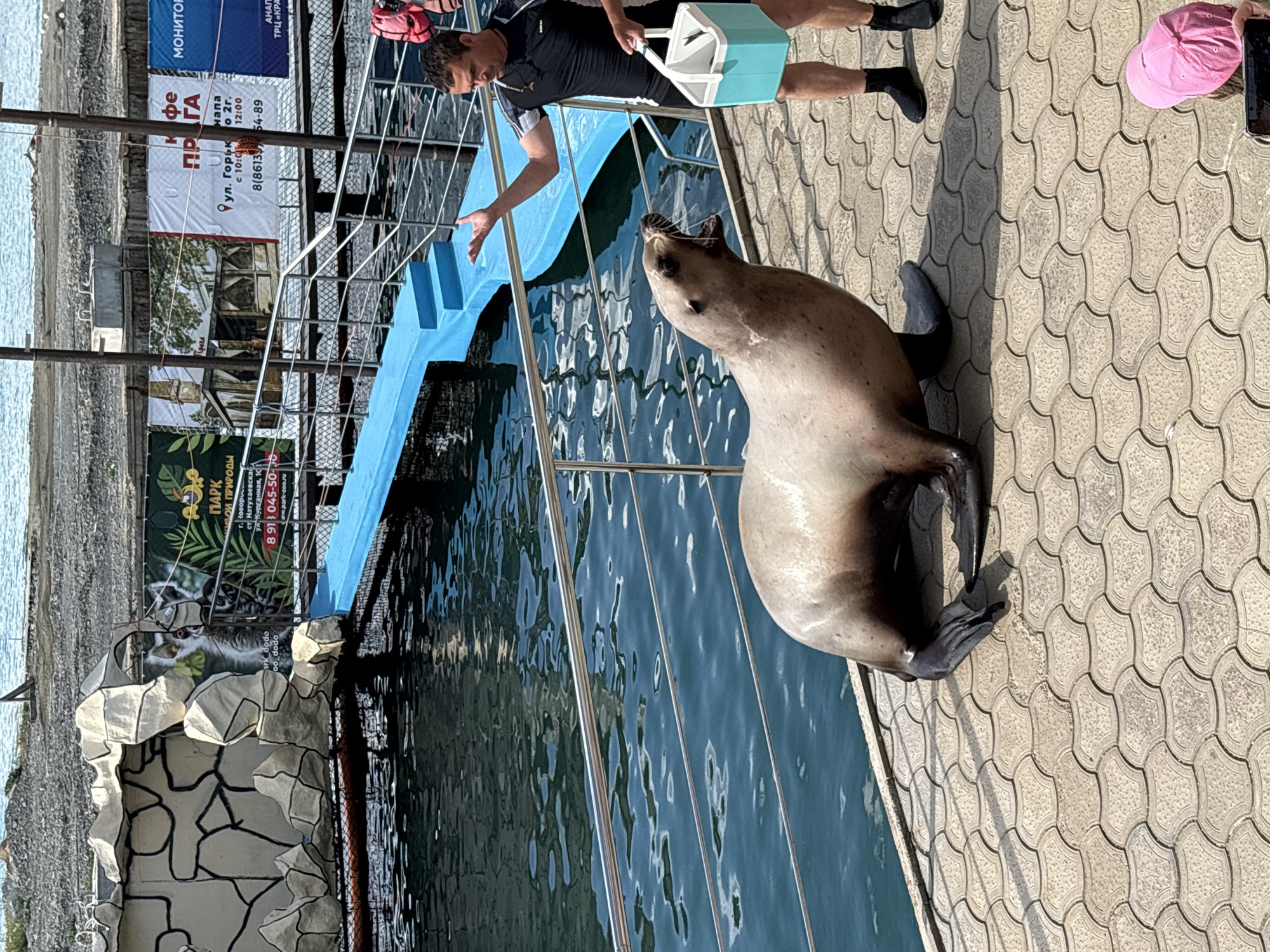 An outdoor scene in Sukko, Russia, depicts a sealion interacting with a trainer by a body of water. A large, light-brown sealion with dark flippers is positioned on a light beige paver walkway, facing right with its mouth wide open, exposing its tongue and teeth. To the right of the sealion stands a male trainer, wearing a black and white short-sleeved top, black shorts, and black water shoes. He holds a light blue and white cooler filled with fish in his left hand, while his right hand is raised with the palm open, gesturing towards the sealion.
Behind the sealion and trainer, a metal railing separates the paved area from a calm, dark blue-green body of water. A light blue ramp with three steps descends into the water from the walkway, located behind the trainer. To the left, a decorative wall resembling stacked rocks and an artificial cave is visible. This structure is partially covered by a large banner featuring a lemur and Russian text, including "ПАРК ДИКОЙ ПРИРОДЫ" (Park of Wild Nature) and a phone number. Several other banners with Russian text are suspended on poles in the background, including one mentioning "ул. Горького" (Gorky Street) and another mentioning "АНАПА" (Anapa). In the far background, beyond the water, appears to be an undeveloped or industrial shoreline. In the bottom right corner, the top of a person's head wearing a pink cap and holding a smartphone is visible, indicating an observer.