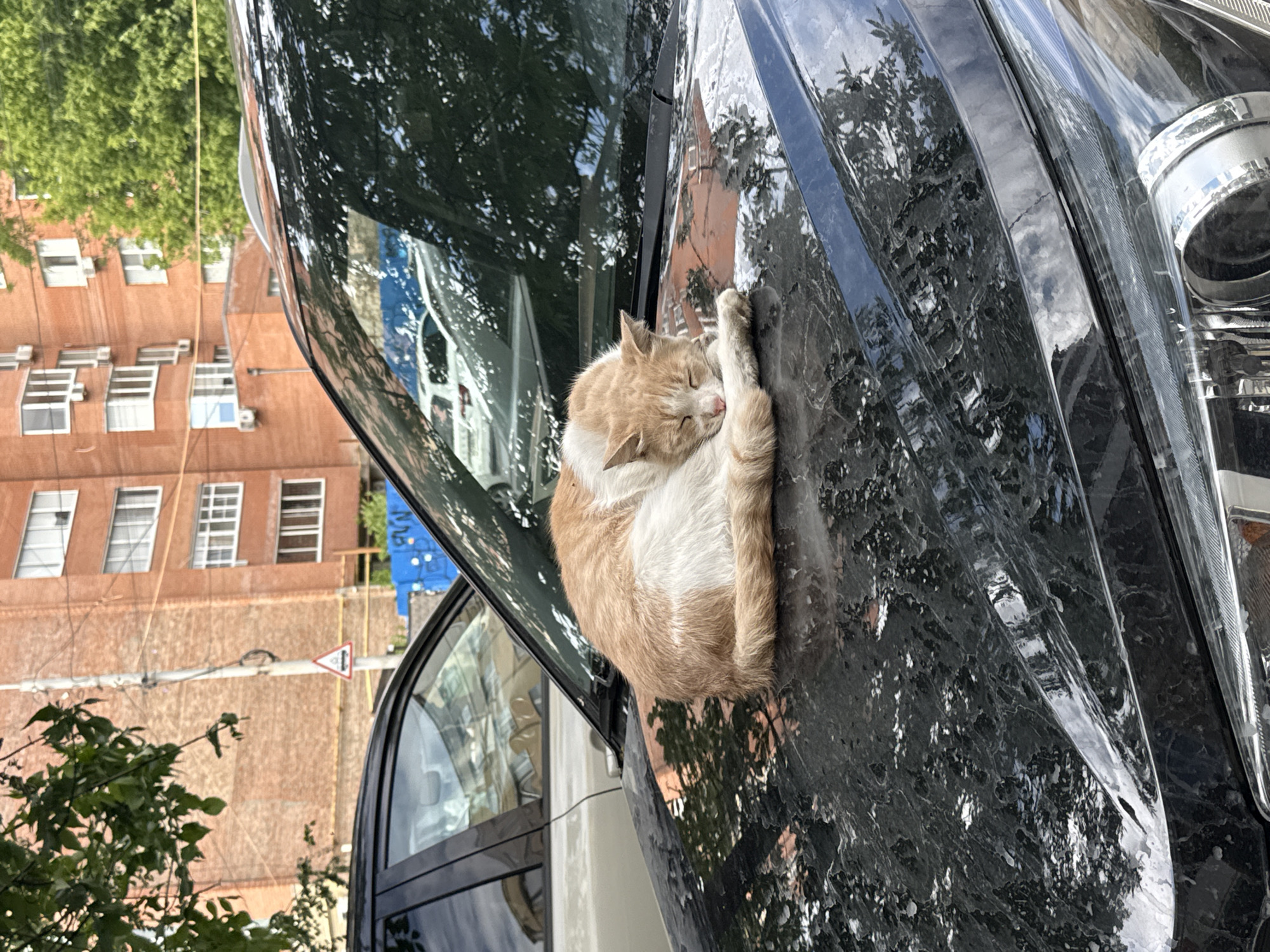 A light orange and white cat is asleep on the hood of a black car. The car is parked on a street in Rostov-on-Don, Russia. A multi-story brick building is visible in the background. The building has white-framed windows and window air conditioning units. A green tree is visible in the foreground, and a road sign can be seen in the reflection of the car window.