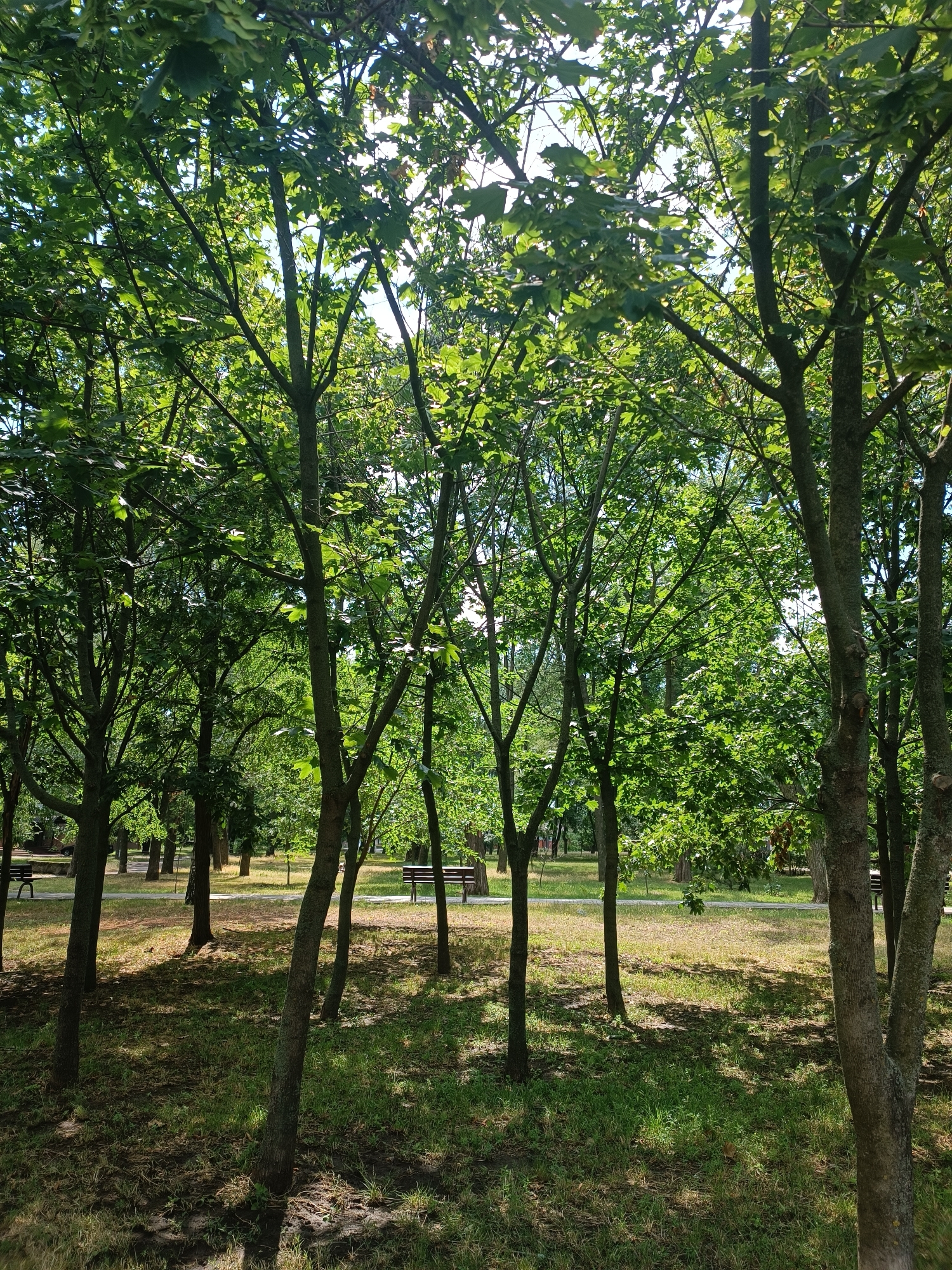 The image depicts a sun-dappled park scene with numerous deciduous trees, their leaves a vibrant green, creating a canopy overhead. The sunlight filters through the foliage, casting shadows on the grassy ground. In the background, a paved pathway is visible, and several park benches are placed along it. The overall impression is one of a peaceful, verdant urban park. This scene is located at the National Reserve Khortytsia in Zaporizhzhia, Ukraine.