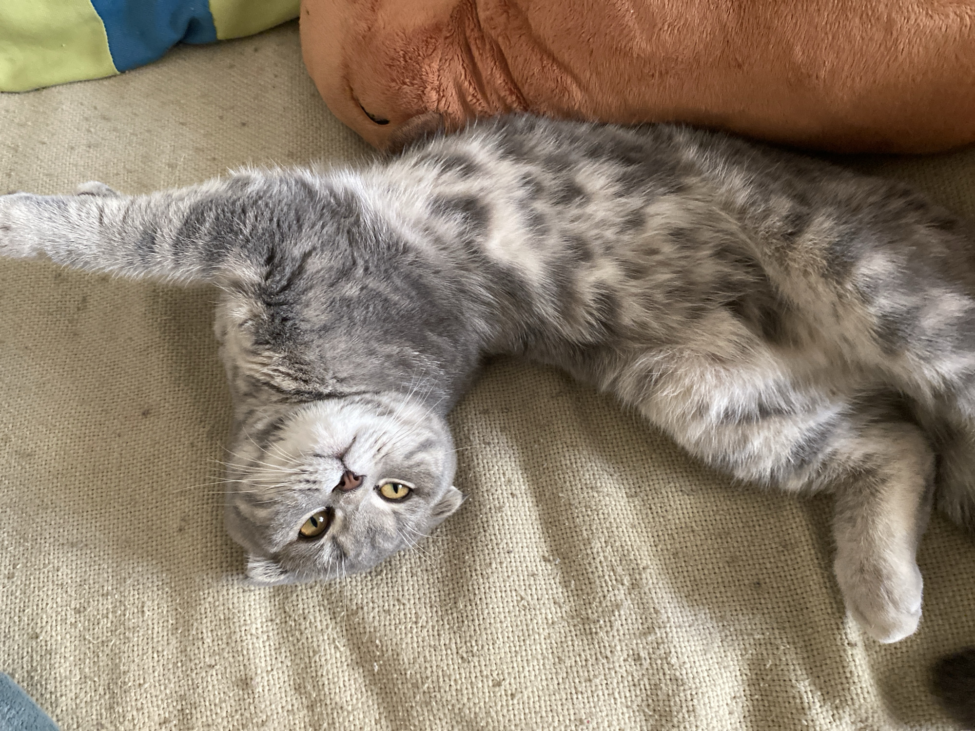 A grey and white Scottish Fold kitten is lying on its back on a tan, textured surface. The kitten's head is turned towards the viewer, with its yellow eyes wide open and its ears folded down. Its body is stretched out, with its front paws raised above its head. To the right of the kitten, a plush, orange object is visible, partially obscured by the kitten's body. The background consists of the tan surface and a hint of a blue and green striped fabric to the upper right. The lighting suggests an indoor setting with natural light casting shadows. No specific location in Votkinsk, Russia can be determined from the image.