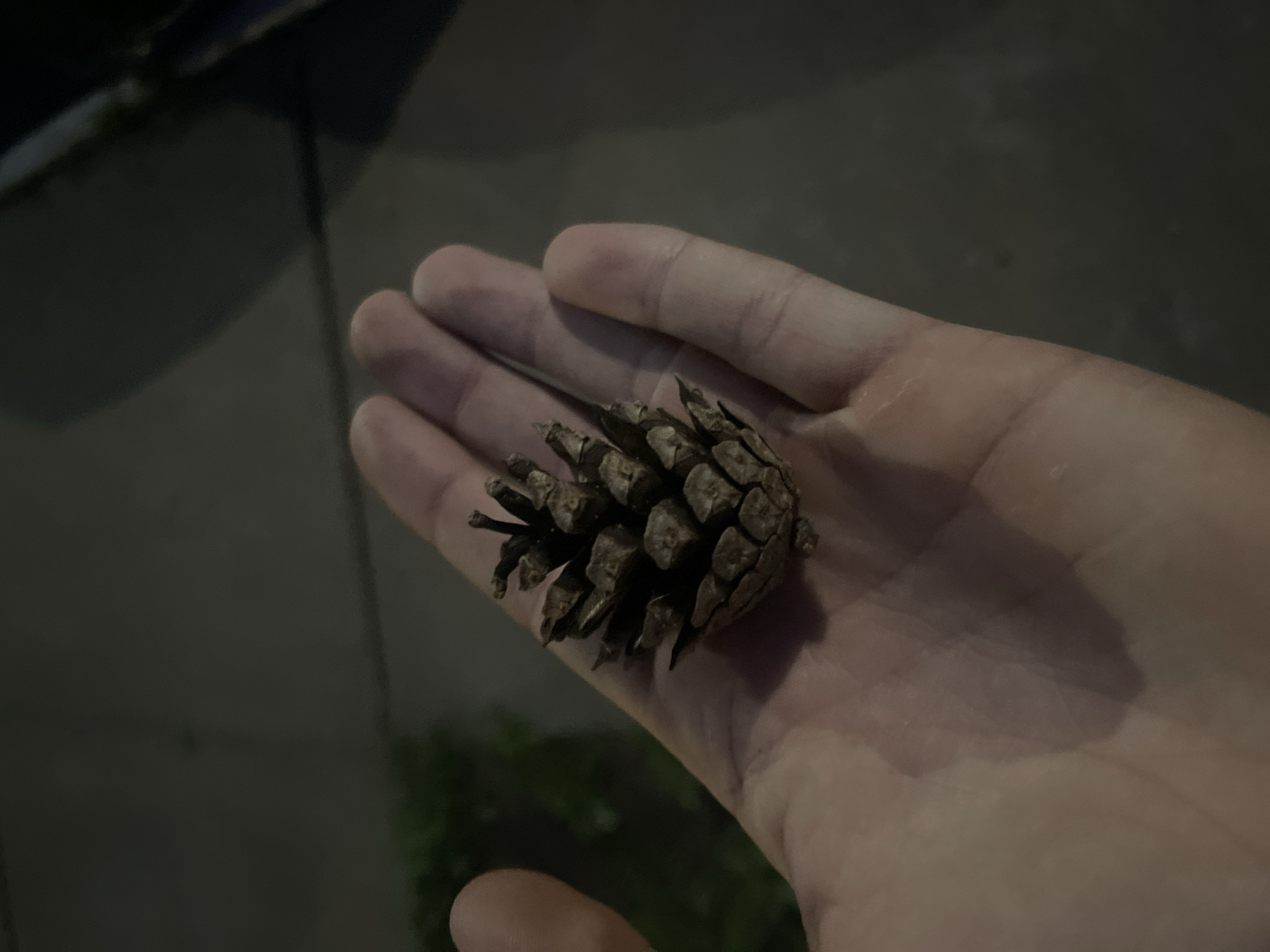 A person's open palm is holding a small, brown pine cone. The background is dark and blurred, with hints of green foliage on the left and a gray, textured surface, possibly a sidewalk, on the right. The lighting suggests it is nighttime.