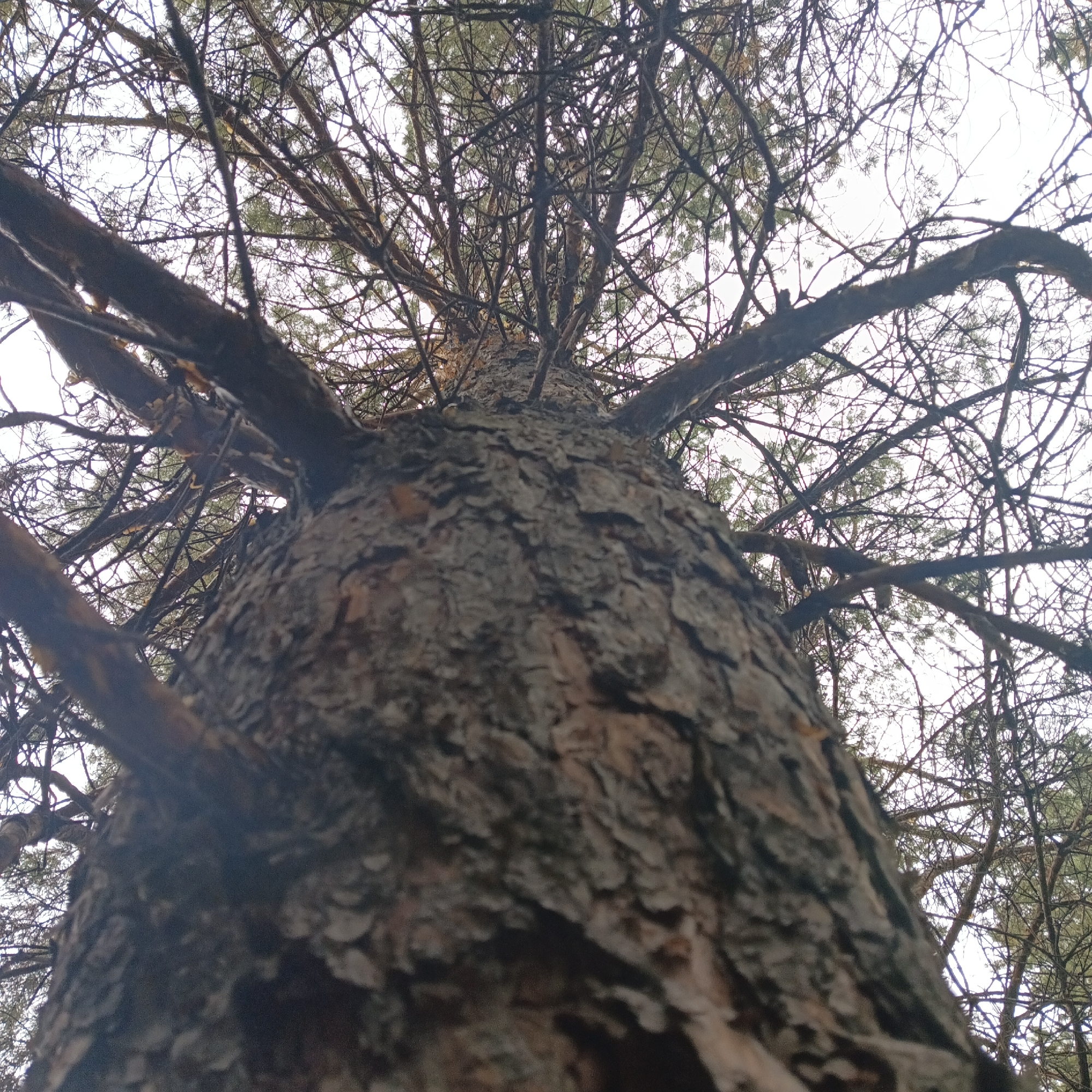 A low-angle shot looks up at the trunk of a mature pine tree, its thick, textured bark dominating the foreground. The trunk tapers upwards into a dense canopy of branches and needles, silhouetted against a bright, overcast sky. The image is a close-up of the tree's surface, with the bark showing deep fissures and a rough, rugged texture.