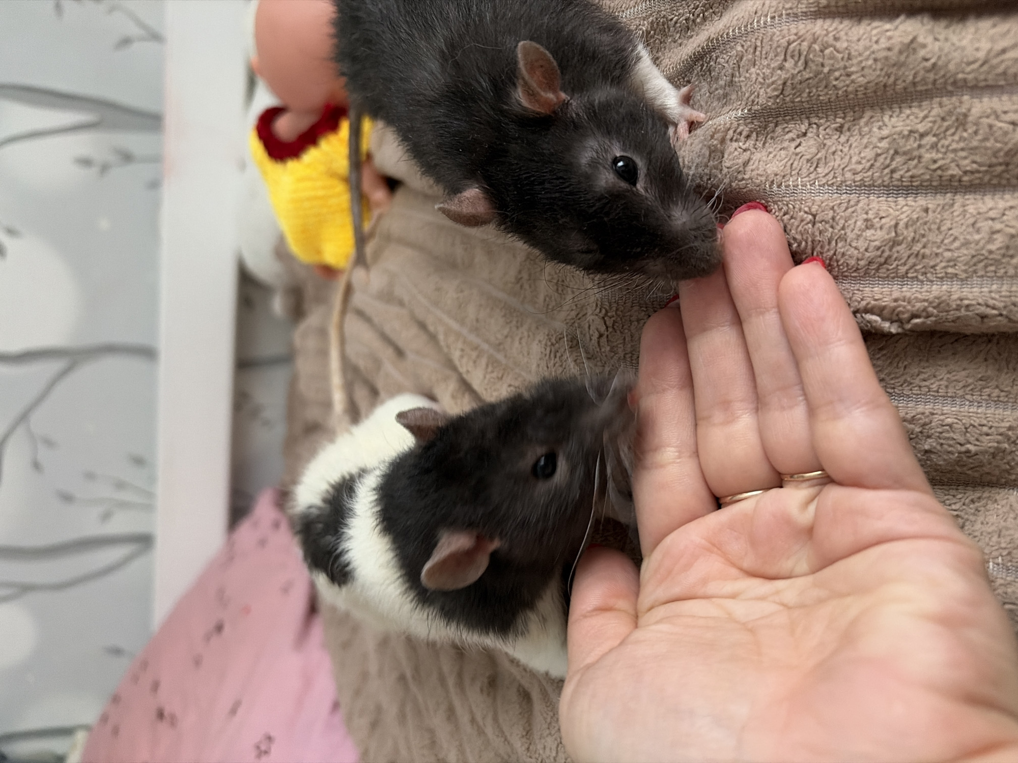 Two rats are interacting with a human hand. One rat is predominantly black with white markings, while the other is entirely black. The hand, adorned with red nail polish, is gently positioned near the rats' faces. The scene takes place on a textured, beige-colored surface, likely a towel or blanket. A doll wearing yellow clothing is present on the left side of the image. The background includes a pink cushion and a wallpapered wall. The location is not discernible from the image.