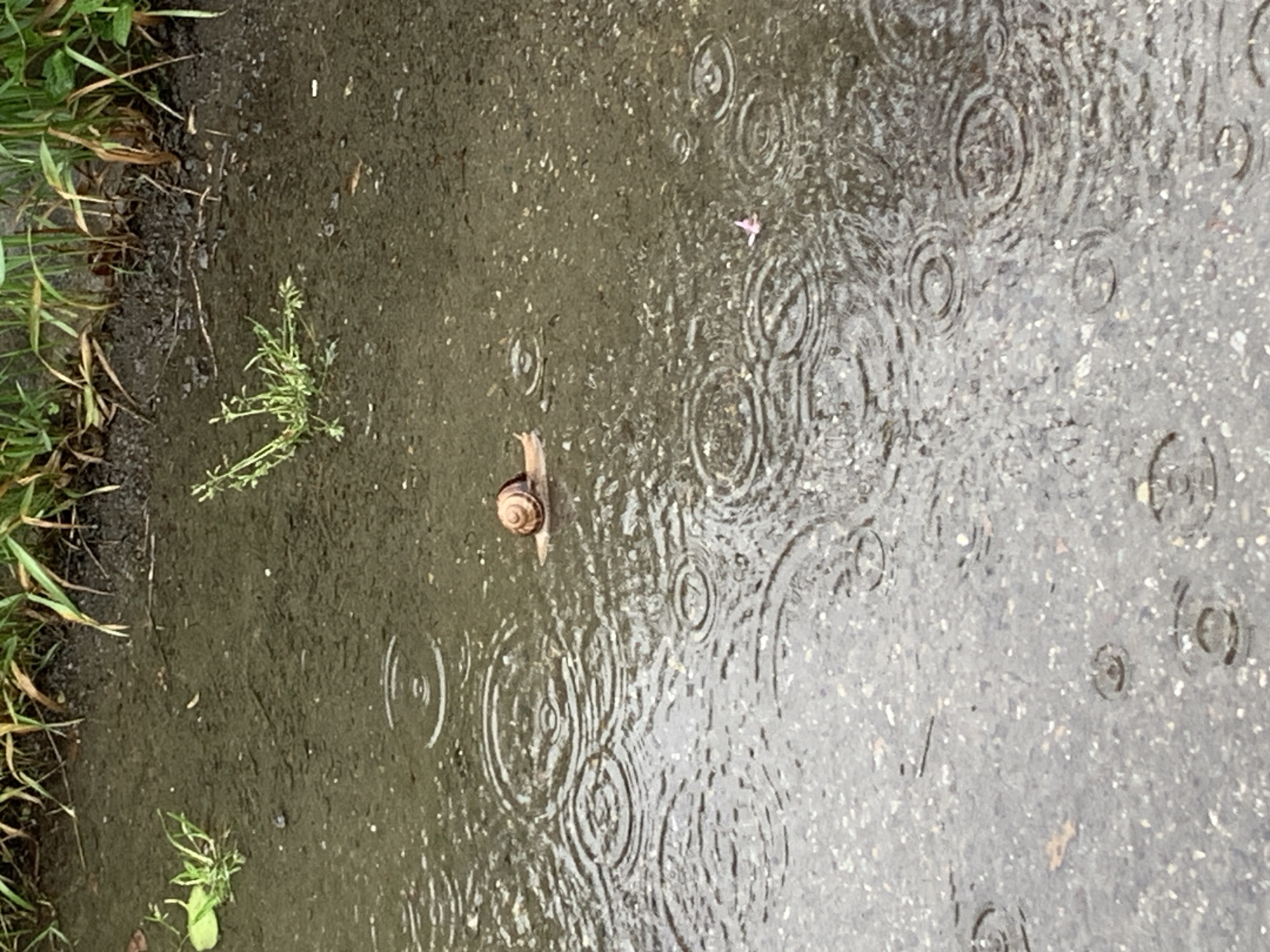The image depicts a damp, possibly asphalt, surface with small pebbles visible throughout. There are numerous concentric circles, indicating raindrops falling on the waterlogged surface. A snail with a light brown spiral shell is present on the left side of the frame. Patches of green grass and weeds are visible along the left edge. The location of the image is Stavropol, Russia. The image appears to be taken at ground level during or after a rain shower.