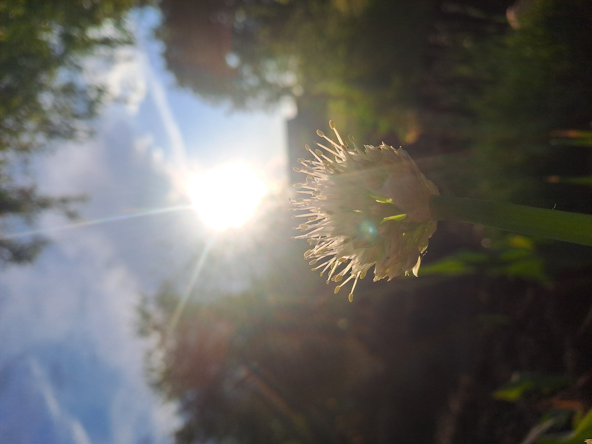 A close-up, low-angle photograph captures a white, spiky flower, likely an allium or onion bloom, dramatically backlit by a bright sun. The flower, positioned in the mid-right, showcases numerous delicate stamens that glow with the intense light. A powerful sunburst and lens flare emanate from the sun, which is located in the left-center of the frame, suggesting a low sun angle characteristic of morning or late afternoon. The sky, visible behind the glare, is a mix of light blue and soft white clouds. Blurred green foliage, consistent with trees or bushes, frames the top and right portions of the image, indicating an outdoor, natural environment. The composition emphasizes the interplay of light and shadow, creating a serene and ethereal mood. No specific activity is depicted, and there is no visible text. The scene is set in Полянки, Russia.