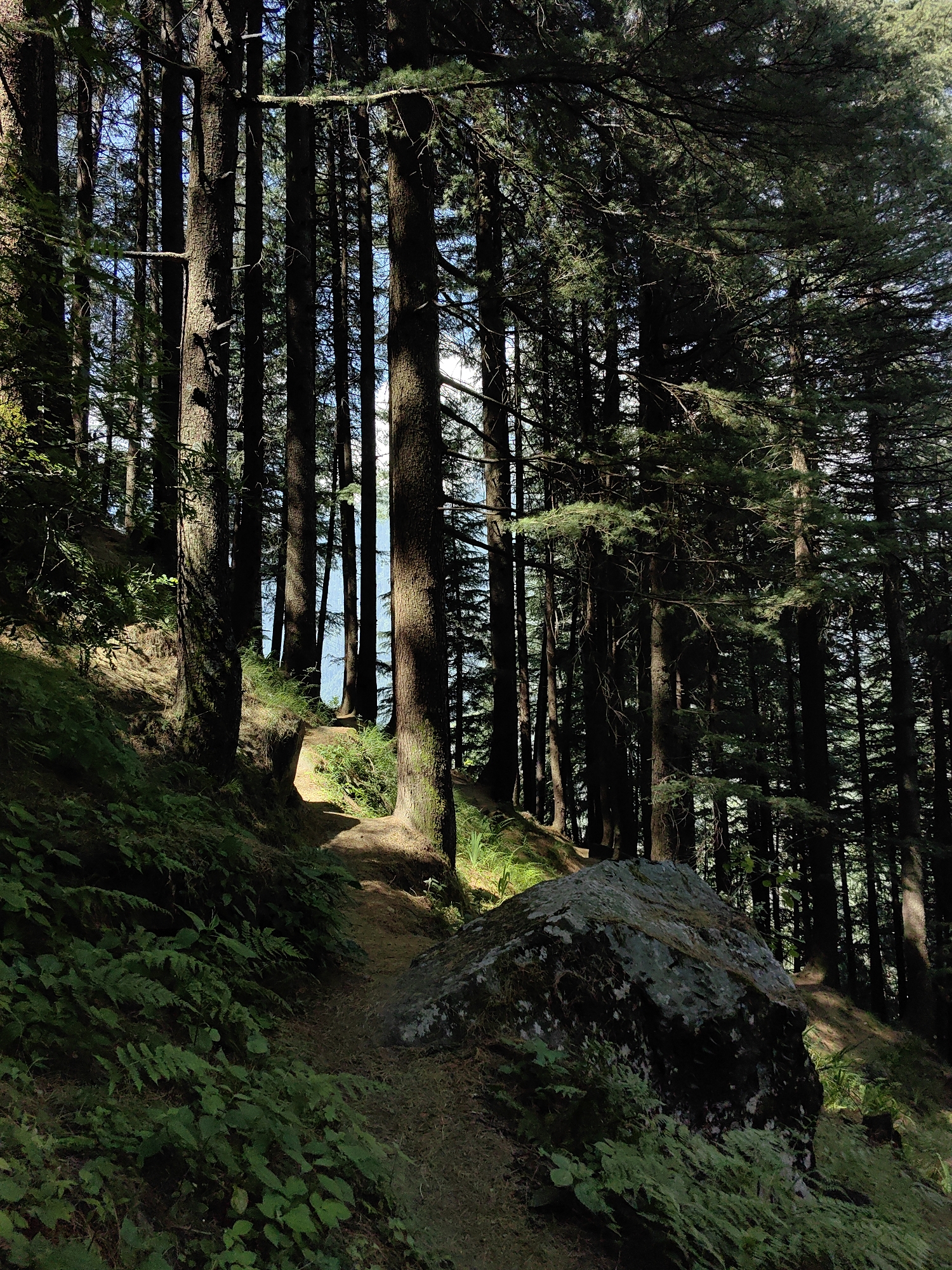 The image depicts a forest path winding through tall pine trees in Vashisht, India. Sunlight filters through the dense canopy, casting dappled shadows on the path and surrounding foliage. The path is covered in dirt and pine needles, with lush green ferns and other low-lying plants growing on either side. A large, moss-covered boulder is prominent on the right side of the path, adding to the natural, rugged beauty of the scene. In the background, through a gap in the trees, a body of water, possibly a river or lake, is visible, reflecting the blue sky. The overall atmosphere is serene and tranquil, characteristic of a mountain forest.