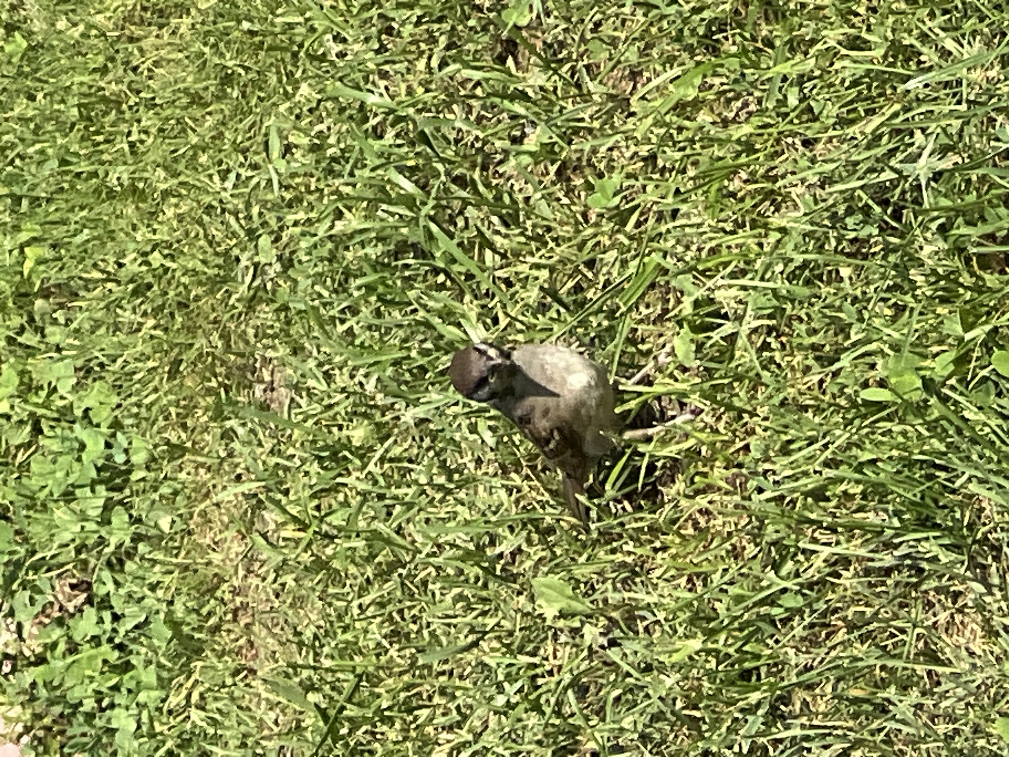 A sparrow stands on a grassy area with sunlight dappling the scene. The sparrow is facing slightly to the left of the camera, with its head tilted. Its feathers are a mix of brown and gray. The grass is green and appears to be a mix of different types of blades, some longer than others. There are some small, lighter-colored leaves scattered throughout the grass. The background is out of focus, but it also appears to be a grassy area with some out-of-focus green foliage. The image was taken in Mochishche, Russia.
