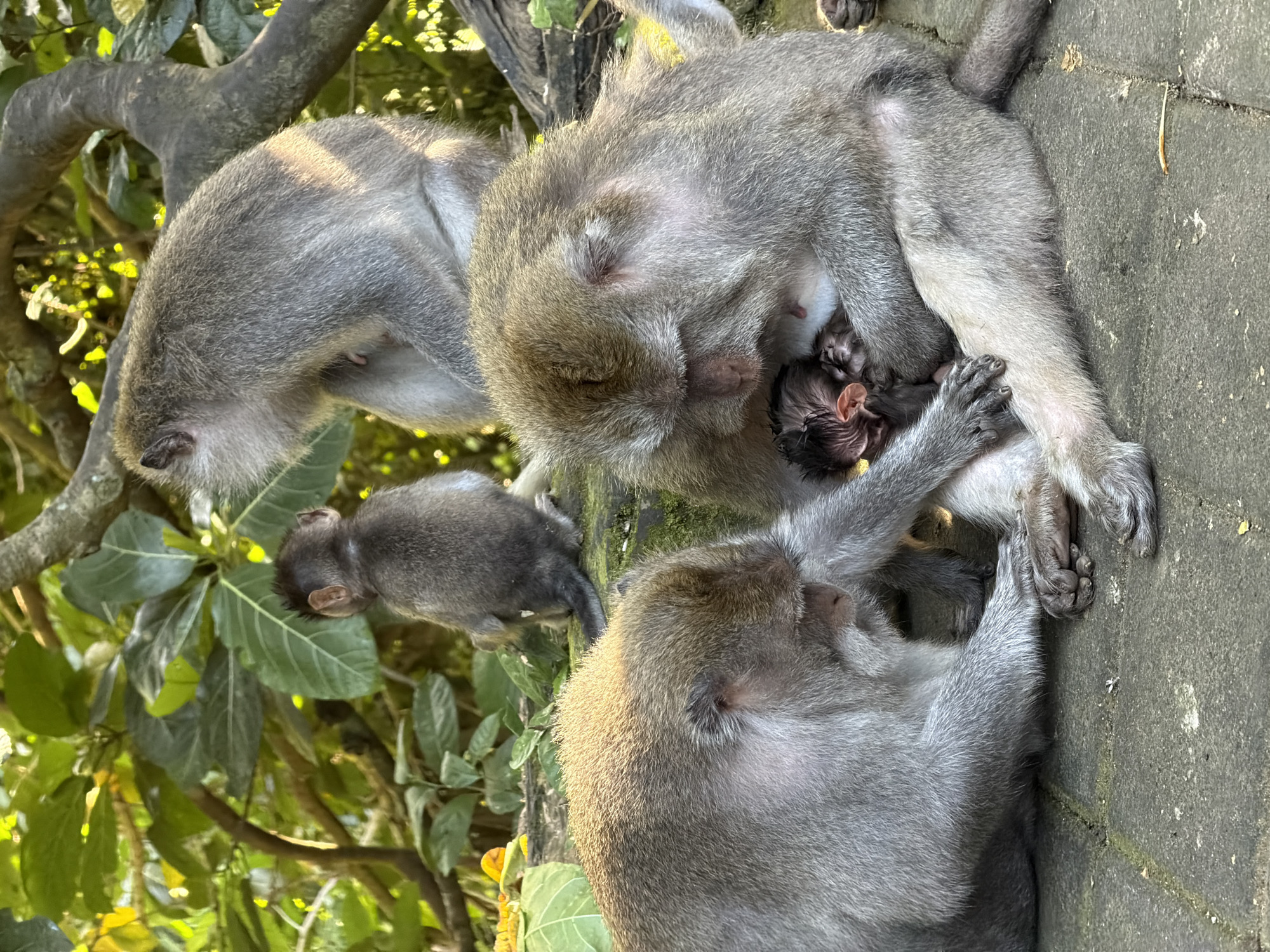 In Ubud District, Indonesia, a family of long-tailed macaques is gathered on a stone pathway. A mother monkey cradles a newborn infant, while another adult monkey to her left appears to be grooming her arm. In the background, a juvenile monkey sits with its back to the camera, and another adult monkey is perched on a tree branch above, looking down. The scene is set amidst lush green foliage, with sunlight filtering through the leaves.