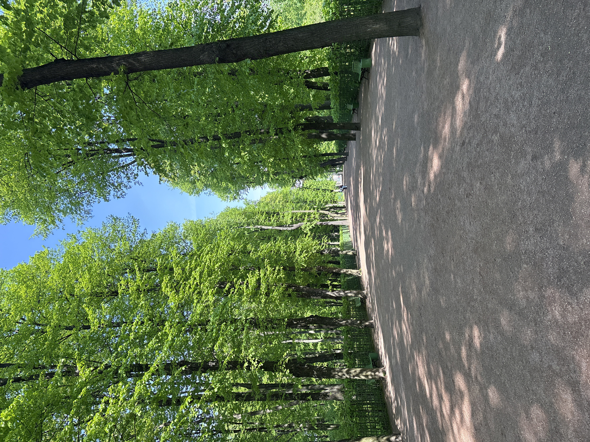 The image shows a tree-lined path in a park in Saint Petersburg, Russia. The path is made of a light-brown material and is lined with tall, green trees. The trees cast shadows on the path. The sky is visible through the trees and is a clear blue. There are benches and fences along the path.