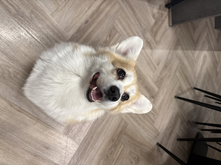 A corgi lies on a herringbone-patterned wood floor, looking up at the camera with an open mouth in a smile. Its coat is mostly white with tan patches around its face and ears. Part of a black chair and its legs are visible in the background, to the right of the dog. The overall tone of the image is bright and cheerful.