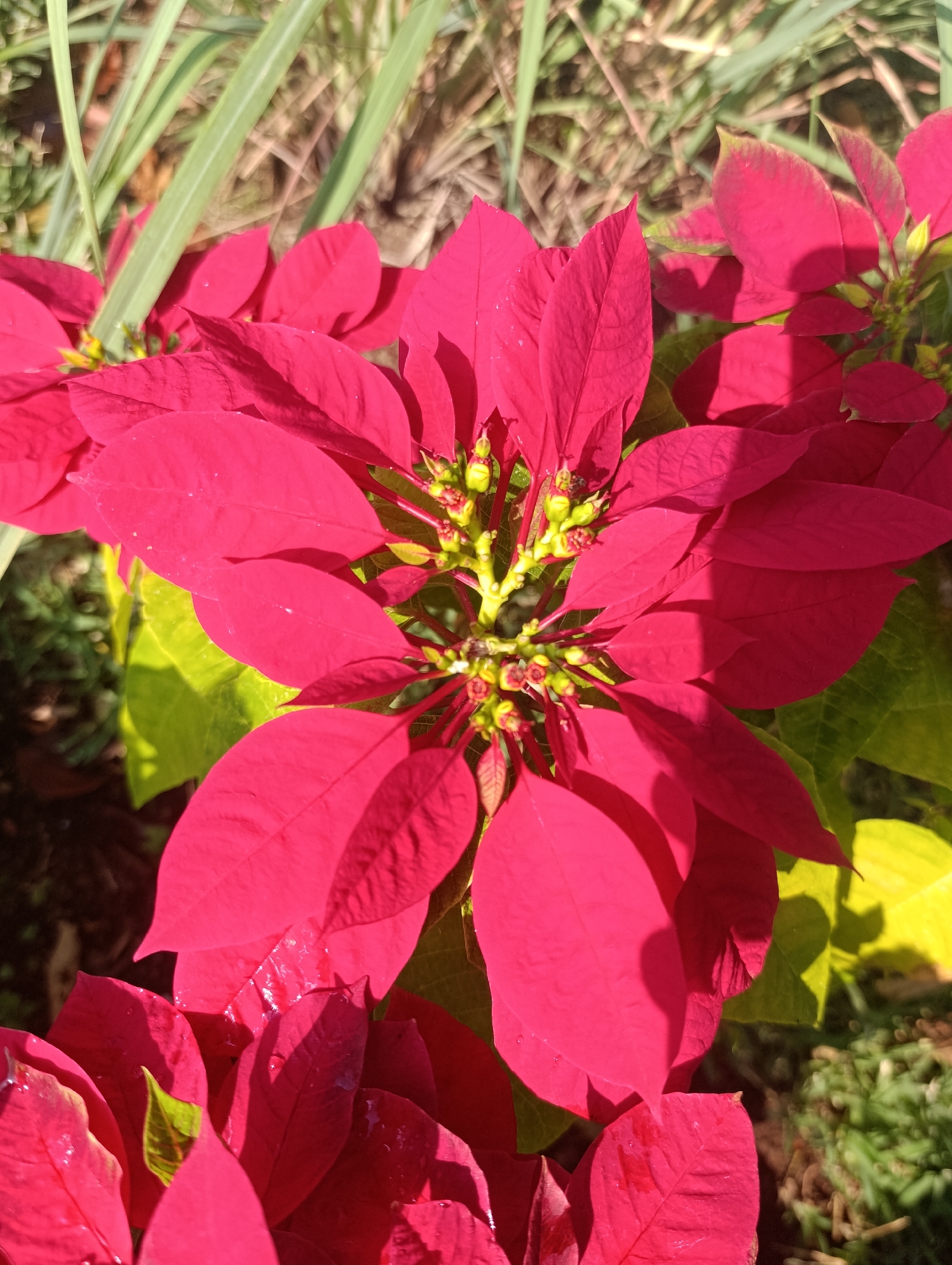 A close-up, overhead shot focuses on the vibrant red bracts of a poinsettia plant, also known as *kroton*. The poinsettia is blooming outdoors, with some of its green leaves visible beneath the striking red bracts. In the background, tall, slender green grass stalks and dry, brown vegetation are visible. The scene is illuminated by natural sunlight, casting subtle shadows on the poinsettia's leaves. The image was taken in Ciwaruga, Indonesia, a location known for its natural landscapes and lush vegetation.