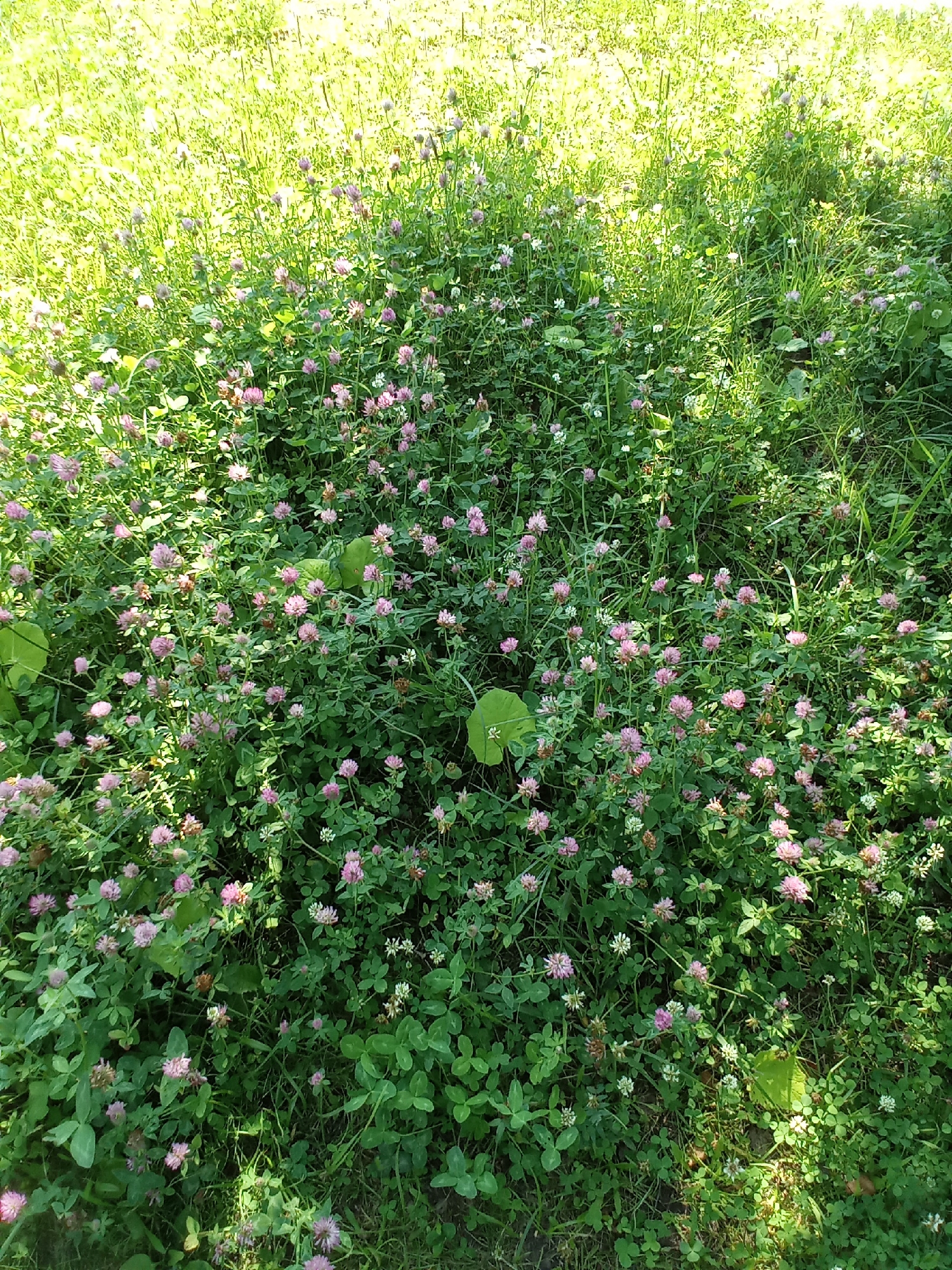 The image depicts a dense patch of clover with numerous small pink and white blossoms. The clover is growing amongst taller green grass, and patches of sunlight illuminate the vegetation. Some larger, broad green leaves are also interspersed within the clover. The scene is an outdoor environment, likely a grassy area within the city of Belozersk, Russia, given the context. There are no people or animals visible in the image. The overall impression is a natural, sun-dappled ground cover.