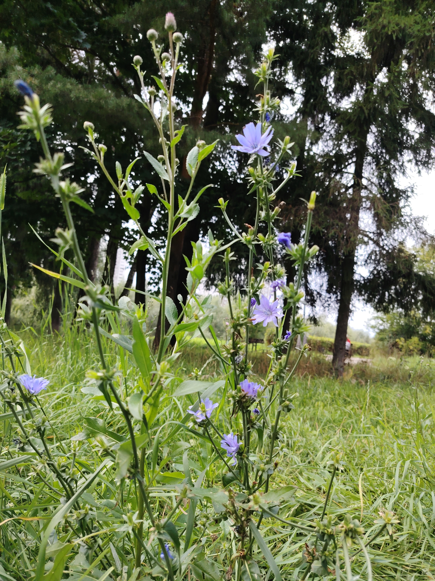 A low-angle, close-up shot captures several delicate, pale blue chicory flowers blooming amidst tall, green grass. The chicory plants are characterized by their slender, upright stems and thin, pointed leaves. The flowers, which appear to be the main subject, are clustered along the stems, with some in full bloom and others as closed buds. The background is a soft blur of green foliage and the dark trunks of pine trees, suggesting a park or wooded area. The sky is overcast and bright, creating a diffused light. In the distance, a faint, light-colored building is visible between the trees, indicative of an urban or suburban setting. This scene is consistent with the natural areas found within the city of Zelenograd, Russia, where such flora is common in uncultivated green spaces and parks. No people are visible in the frame, and no actions or interactions are depicted. The overall impression is one of natural beauty in an urban environment.