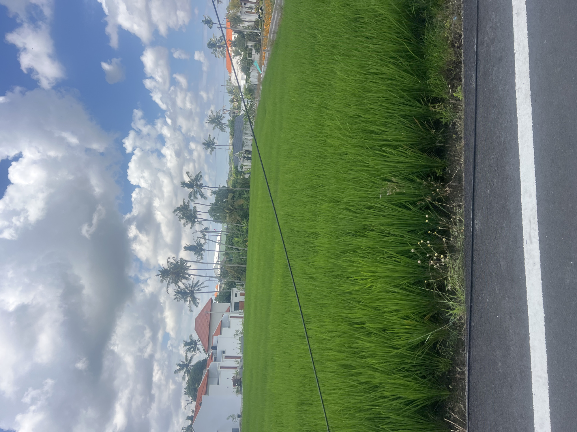 The image captures a vibrant green rice paddy field in the city of Mengwi, Indonesia, under a partly cloudy sky. In the background, several white residential buildings with orange-tiled roofs are visible, interspersed with tall palm trees. A dark wire stretches diagonally across the frame, bisecting the view of the paddy field. The foreground features a section of asphalt road with a white line marking its edge. The scene is peaceful and depicts a rural or semi-rural setting typical of the region.