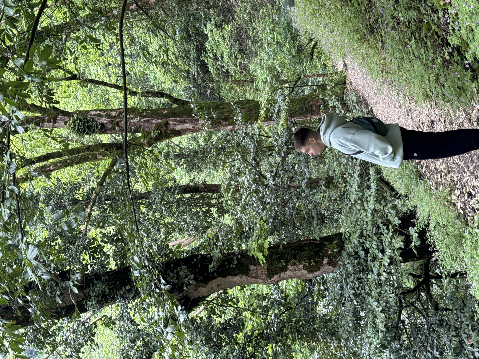 A person in a light green hooded sweatshirt and black pants is walking along a path in a wooded area. The path is covered in gravel and is flanked by lush green vegetation, some with small purple flowers. Mature trees with moss-covered trunks and leafy branches surround the path, creating a dense canopy above. The image was taken in Tsabal, Abkhazia.