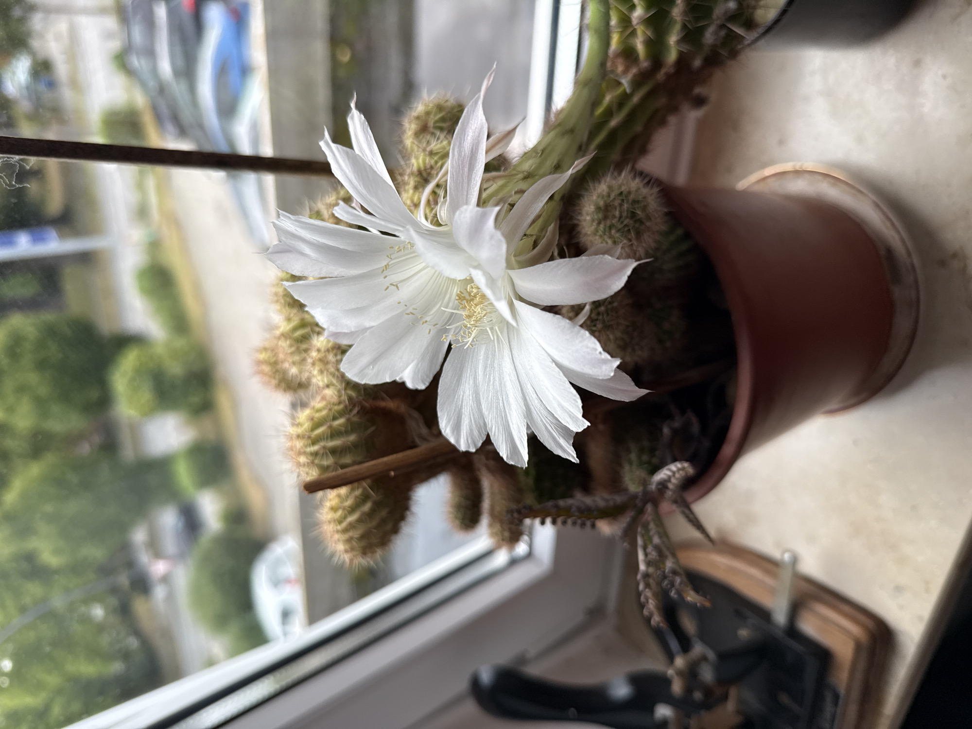 An indoor potted cactus with a large white flower is positioned on a windowsill in Hamburg, Germany. The cactus is in a brown pot and has several ribbed stems covered in small spines. The white flower, which is in full bloom, has delicate, elongated petals and yellow stamens.
Through the window, a blurry outdoor scene is visible. It appears to be a street or residential area with some trees and parked cars. The lighting suggests it is daytime, possibly overcast.
To the left of the potted cactus, a black object with a wooden base is partially visible. It resembles a hole punch or similar office supply.
The windowsill itself is a light-colored, possibly stone or laminate surface, showing some minor discoloration or wear. The overall composition suggests a domestic setting, likely an apartment or house.