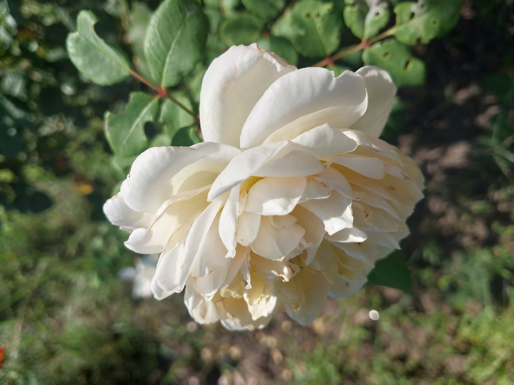 A close-up shot captures a creamy white rose in full bloom, its petals layered and slightly ruffled. The rose is positioned on the left side of the frame, with its face tilted towards the right. The background is a blurred garden scene, featuring green foliage and the dappled sunlight of a summer day. The soil is visible in patches at the bottom. There are no people or discernible urban elements in the image, suggesting it was taken in a natural or garden setting. The specific location in the city of Dnipro, Ukraine, cannot be determined from the visual information provided.