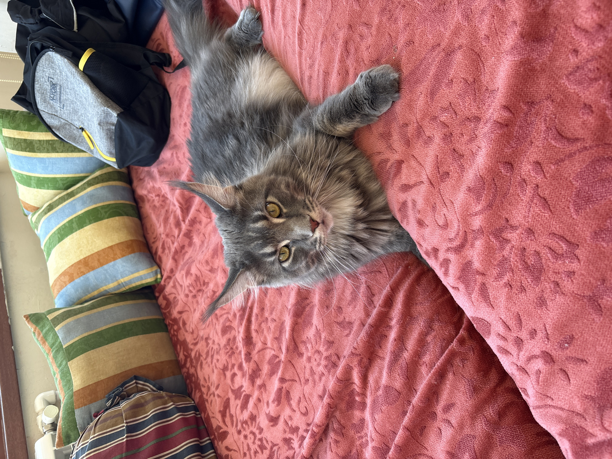 A gray Maine Coon cat is lying on a textured, salmon-pink blanket on a bed. The cat is facing the camera with its head slightly tilted. Behind the cat, there are several striped pillows in various colors, including green, yellow, blue, and red. To the right of the pillows, there is a gray and black backpack with yellow accents, and behind that, a black bag is partially visible. The scene appears to be indoors, likely a bedroom, with a radiator visible along the wall in the background. The image does not provide any information about the city of Məlhəm, Azerbaijan.