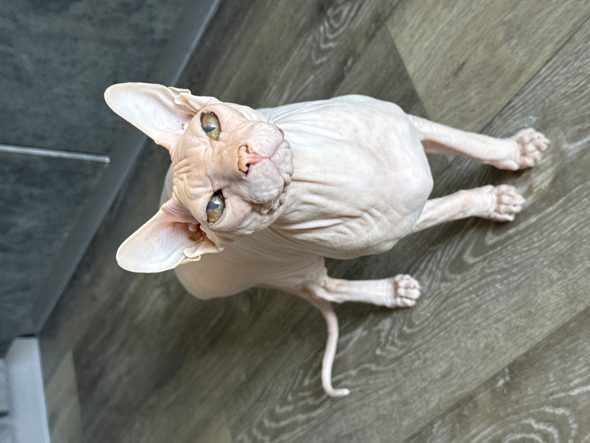A light pink Sphynx cat is standing on a wooden floor. The cat is looking directly at the camera with large ears and golden eyes. Its body is wrinkled, and its tail is curled to its left. The background is out of focus and appears to be an indoor setting with a gray wall.