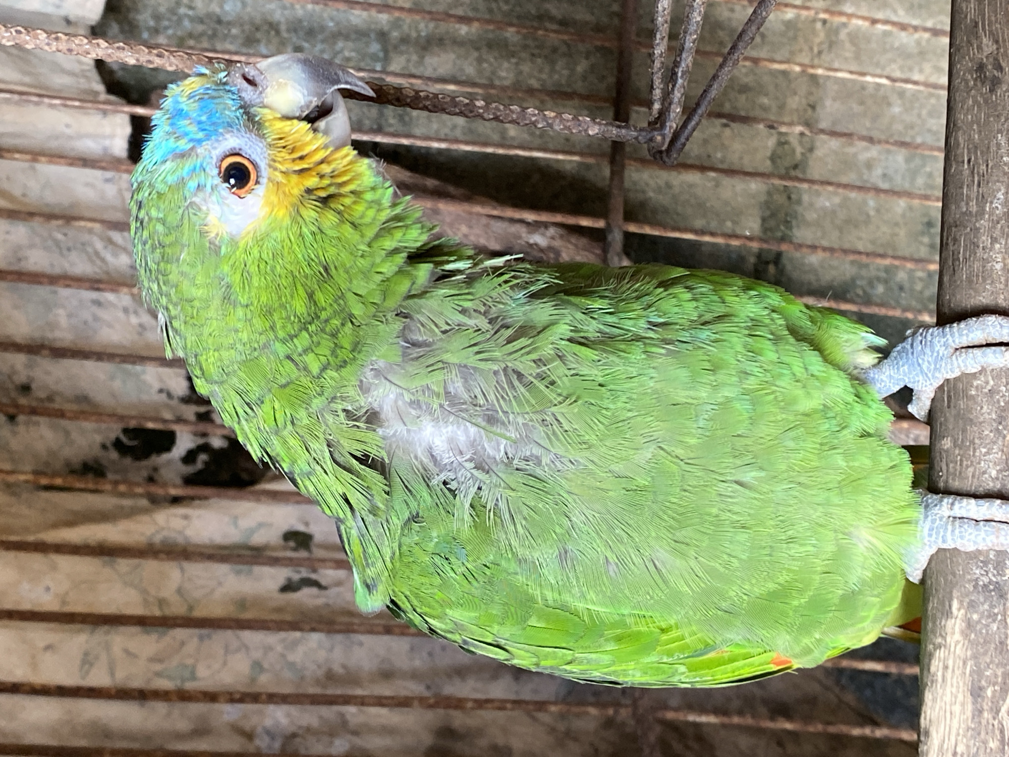 A green parrot with a blue and yellow head is perched inside a cage. The cage appears to be constructed of metal bars. The location is Tinaquillo, Venezuela.