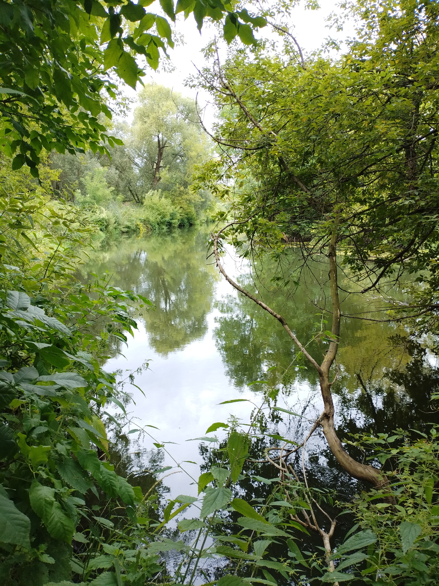 A serene natural landscape is depicted, featuring a tranquil body of water reflecting the surrounding lush greenery. The water's surface is mostly calm, with gentle ripples distorting the reflections of trees and the overcast sky. The banks of the water are densely covered with various types of vegetation, including trees with abundant leaves and smaller plants with delicate foliage. In the foreground, to the left, a cluster of large, broad leaves dominates, creating a natural frame for the scene. To the right, a stark, bare tree branch juts out horizontally over the water, its skeletal form contrasting with the vibrant green of the surrounding foliage. The overall impression is one of peaceful natural beauty. This scene is located in Bialynichy, Belarus.