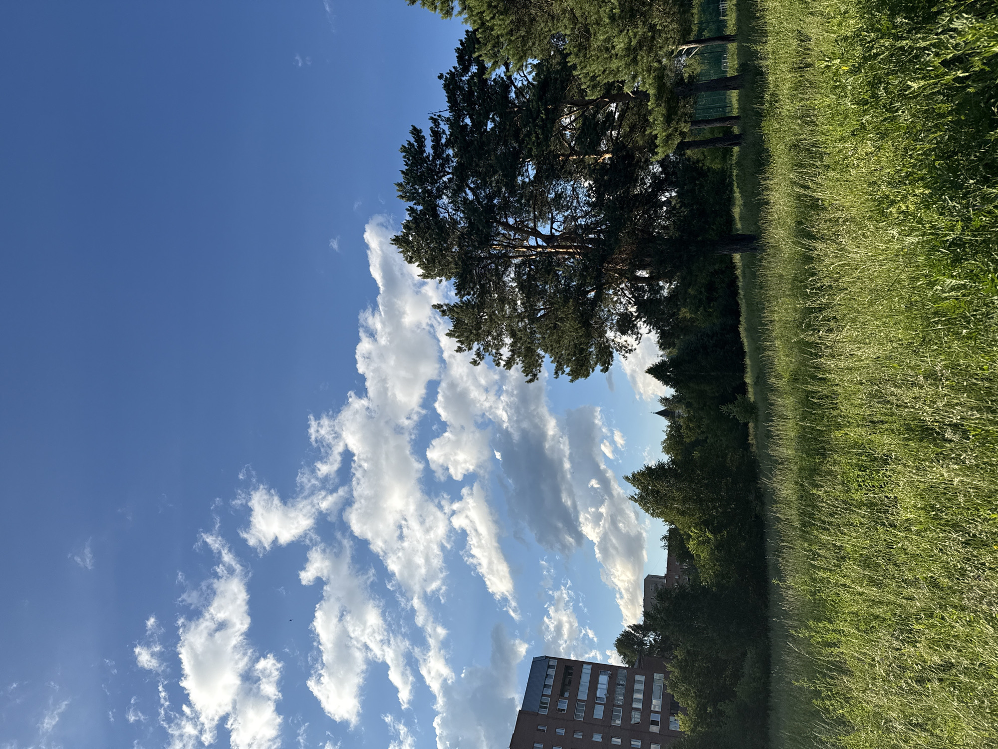 This is a photograph taken from a grassy field in Yekaterinburg, Russia. The image captures a clear blue sky with scattered white clouds. In the background, to the left, is a multi-story brick apartment building. To the right and center, several tall pine trees dominate the mid-ground, with a dense line of mixed deciduous and coniferous trees forming the backdrop. The foreground is filled with tall, green grass. The lighting suggests it is either early morning or late afternoon, with the sun casting a warm glow.