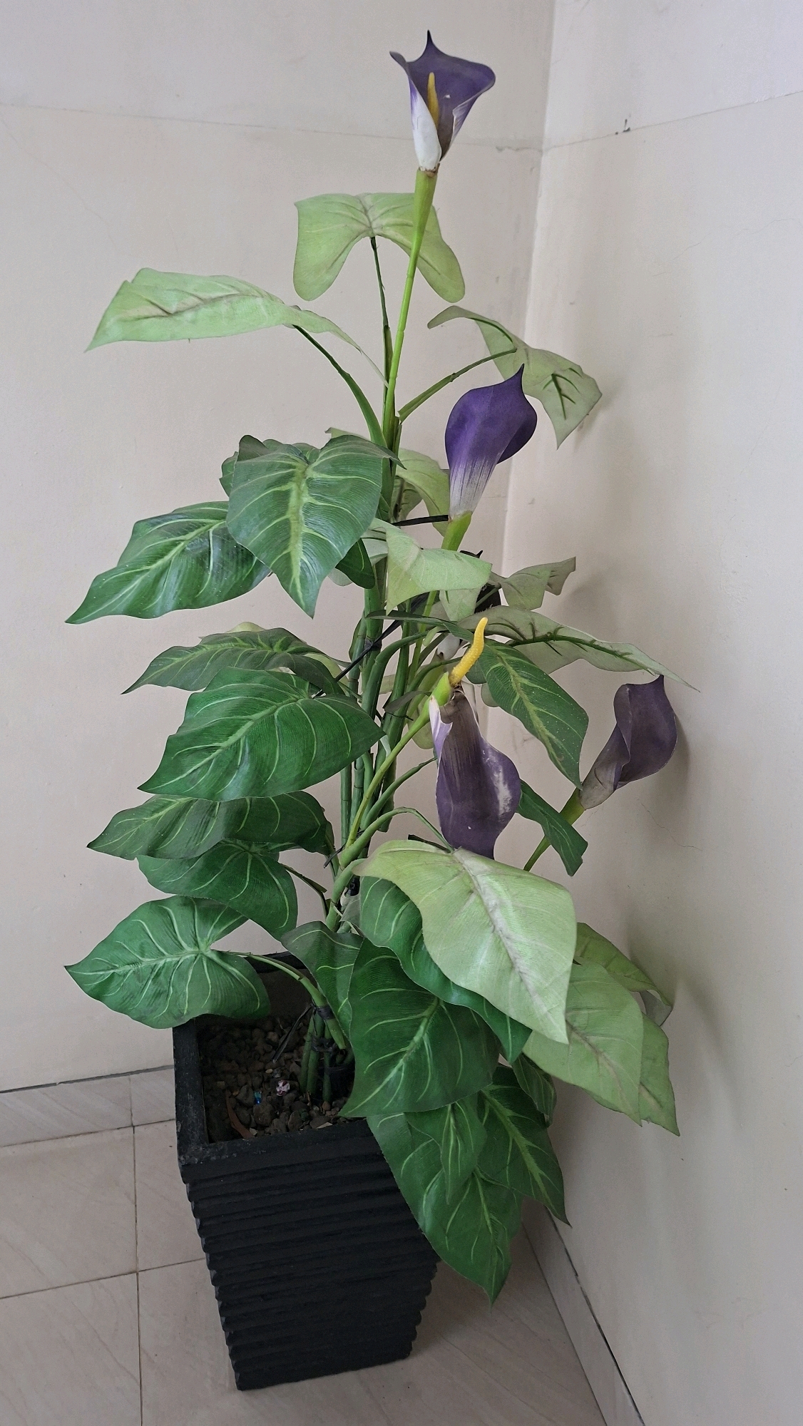 A tall, artificial calla lily plant with purple and white flowers and large green leaves is placed in a black square planter in a corner of a room. The planter is filled with small pebbles. The plant is positioned against a light-colored wall, with a light-colored tiled floor visible at the bottom. The overall scene suggests an indoor decorative arrangement. The image does not contain any people or provide any specific information about its location in Palembang, Indonesia.