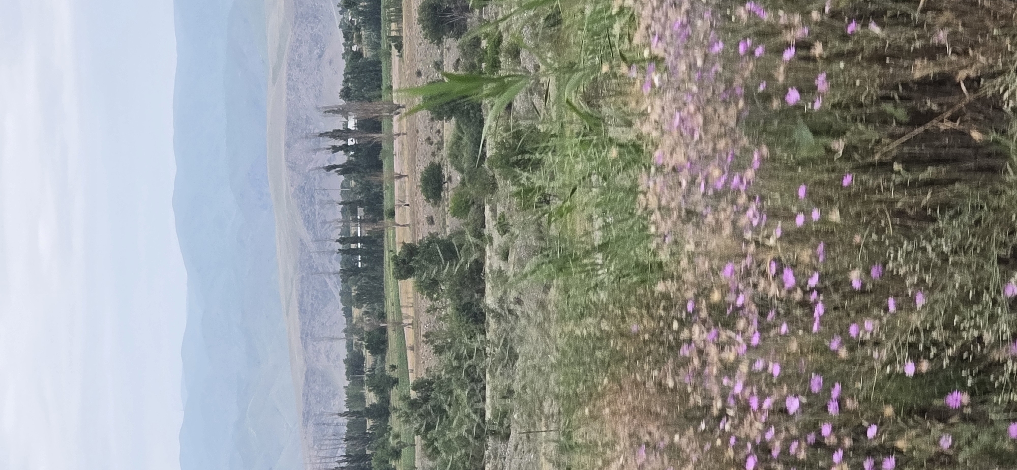 The image depicts a landscape scene in the vicinity of Sasyk-Bulak, Kyrgyzstan. In the foreground, a dense field of small purple flowers is visible, rendered with motion blur, suggesting movement. Behind the flowers, a variety of vegetation including grasses and shrubs can be observed, also exhibiting some blur. Further back, a cultivated field or pasture with scattered trees and some taller, leafless trees is present. In the distance, a series of rolling hills and mountains are layered, fading into a hazy, muted sky. The overall impression is of a rural or semi-rural environment under an overcast sky. There are no people or specific structures clearly identifiable.