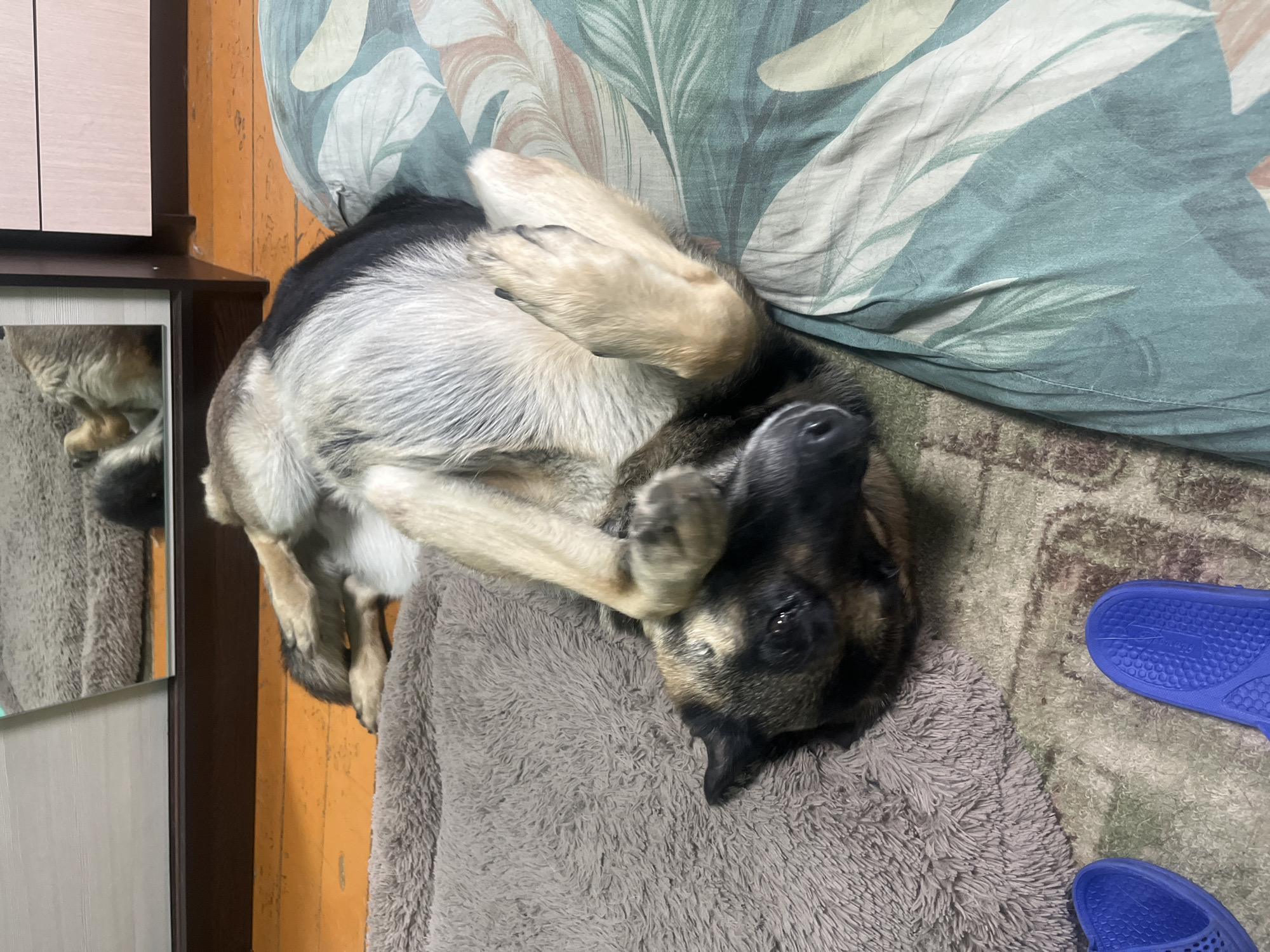The image shows a German Shepherd dog lying on its back on a fuzzy grey blanket, on top of a patterned rug. The dog is on a bed with a duvet that has a green and white leaf pattern. The dog's head is tilted back and it appears to be playfully chewing on its paw. The background shows a wooden wall and a wardrobe with a mirrored door, reflecting part of the dog. Two blue flip-flops are visible on the right side of the image, suggesting an indoor setting. The overall impression is of a relaxed and playful moment.