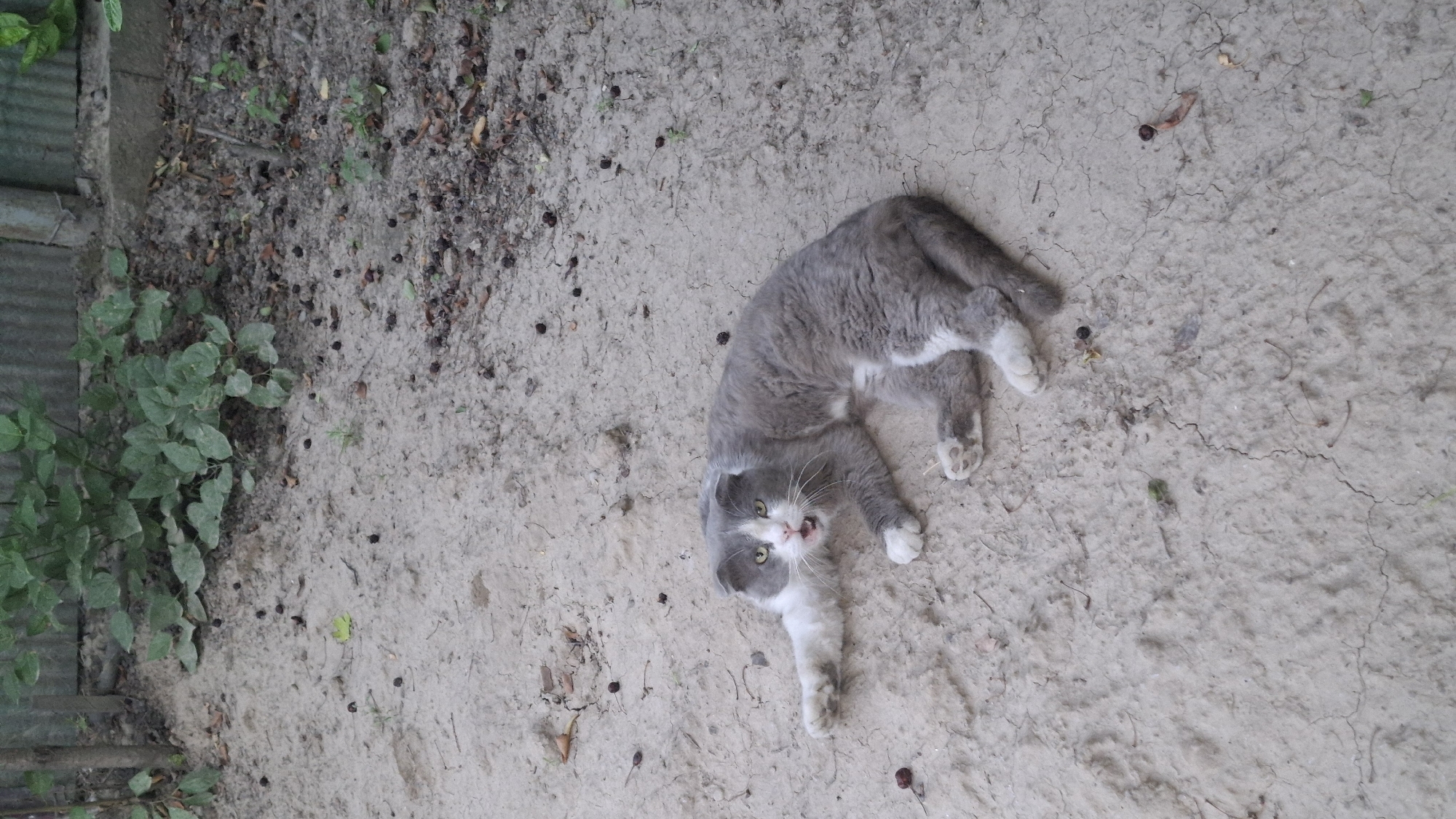 A medium shot captures a grey and white cat lying on dry, cracked dirt. The cat is on its side with its mouth open, appearing to be vocalizing or panting. Its front left paw is extended outwards. The background features sparse green vegetation and a wooden fence. The scene appears to be an outdoor area in Шұбарсу, Kazakhstan.