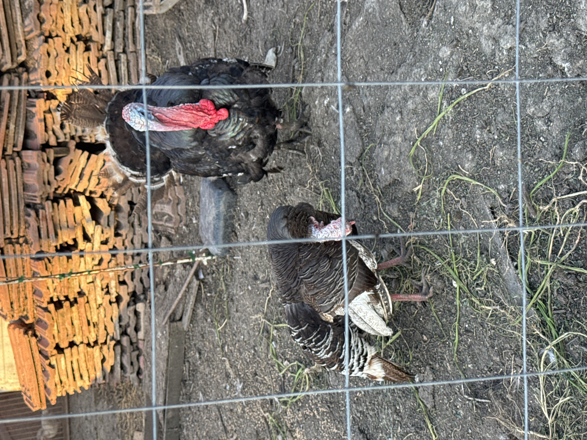 The image depicts two turkeys inside a wire fence enclosure in Sarnevo, Bulgaria. The ground is covered in dirt with some scattered grass. To the left of the enclosure is a stack of reddish-brown terracotta roof tiles. The turkeys are primarily dark in color, one with a prominent red wattle and the other showing white feathers on its tail. The lighting appears to be natural daylight.