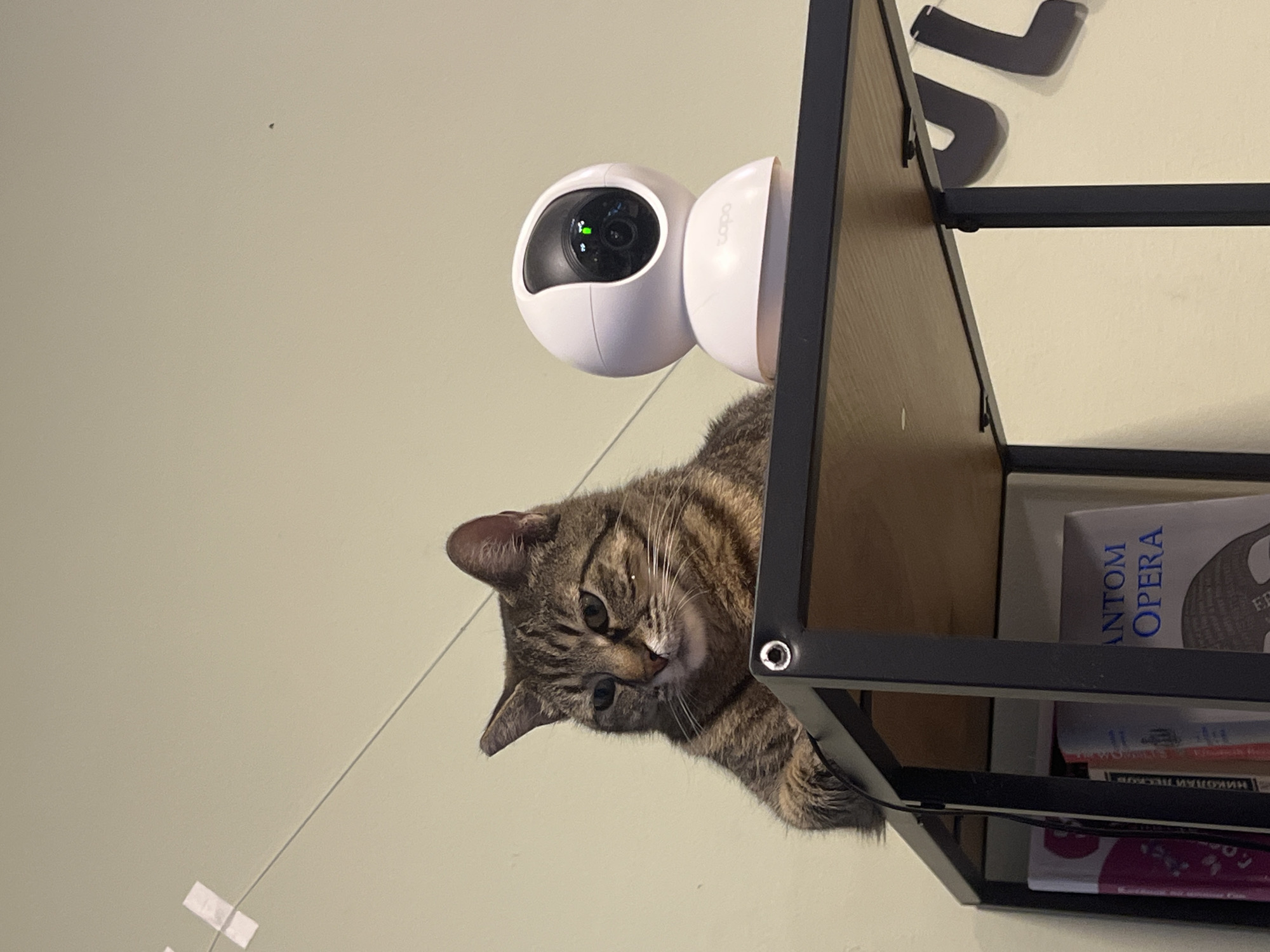 A tan tabby cat is perched on a shelf, next to a white TP-Link security camera. The shelf is part of a black metal frame, with books visible on the lower shelves. The background is a plain light green wall. No information indicates this image was taken in Budva, Montenegro.