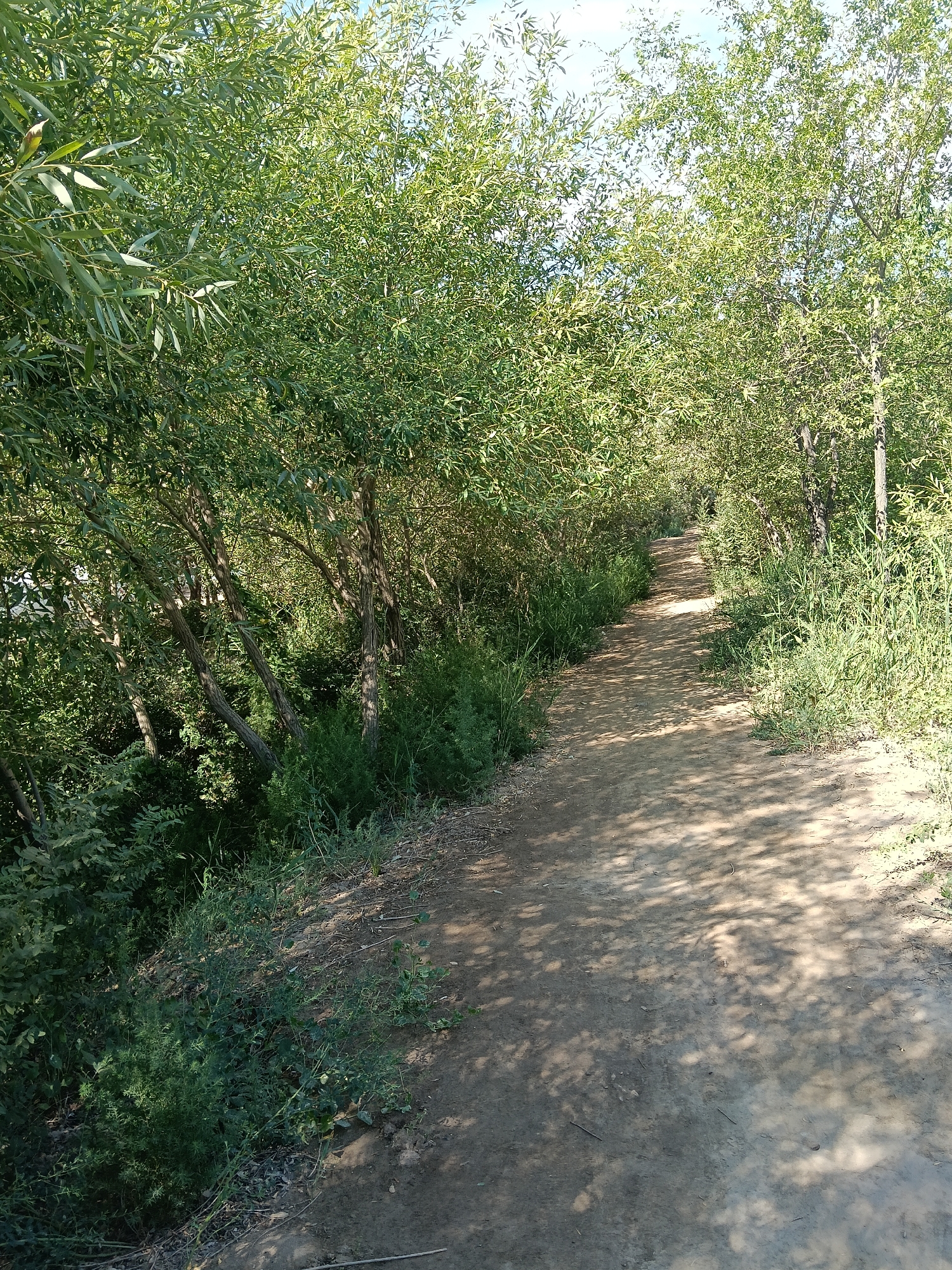 A dirt path winds through a densely vegetated area, flanked by trees and undergrowth. The path is dappled with sunlight filtering through the leaves. The trees on the left side appear to be leaning, with slender trunks and abundant green foliage. The vegetation on the right side is also thick, with tall grasses interspersed with leafy plants. The ground is a light brown dirt, with some scattered dry leaves and twigs. The sky is visible through the canopy of leaves, appearing bright and clear. The scene suggests a natural, possibly rural or park-like setting, possibly near Kungrad, Uzbekistan. There are no people or animals visible in the image.